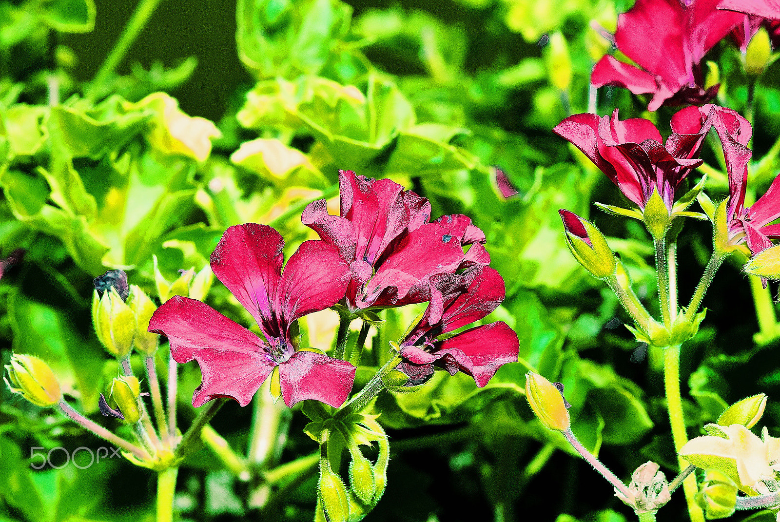 Nikon D200 sample photo. Flowers red  green photography