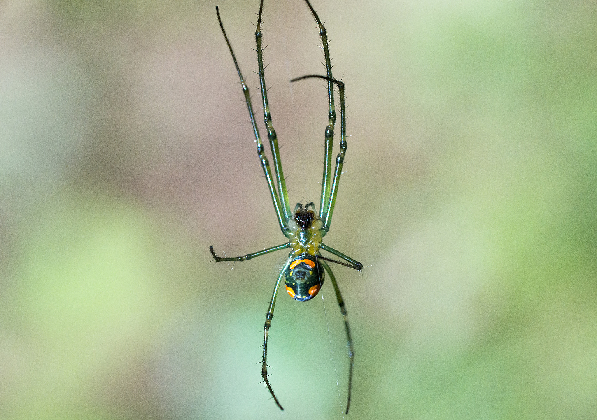 Sony a99 II sample photo. Spider photography