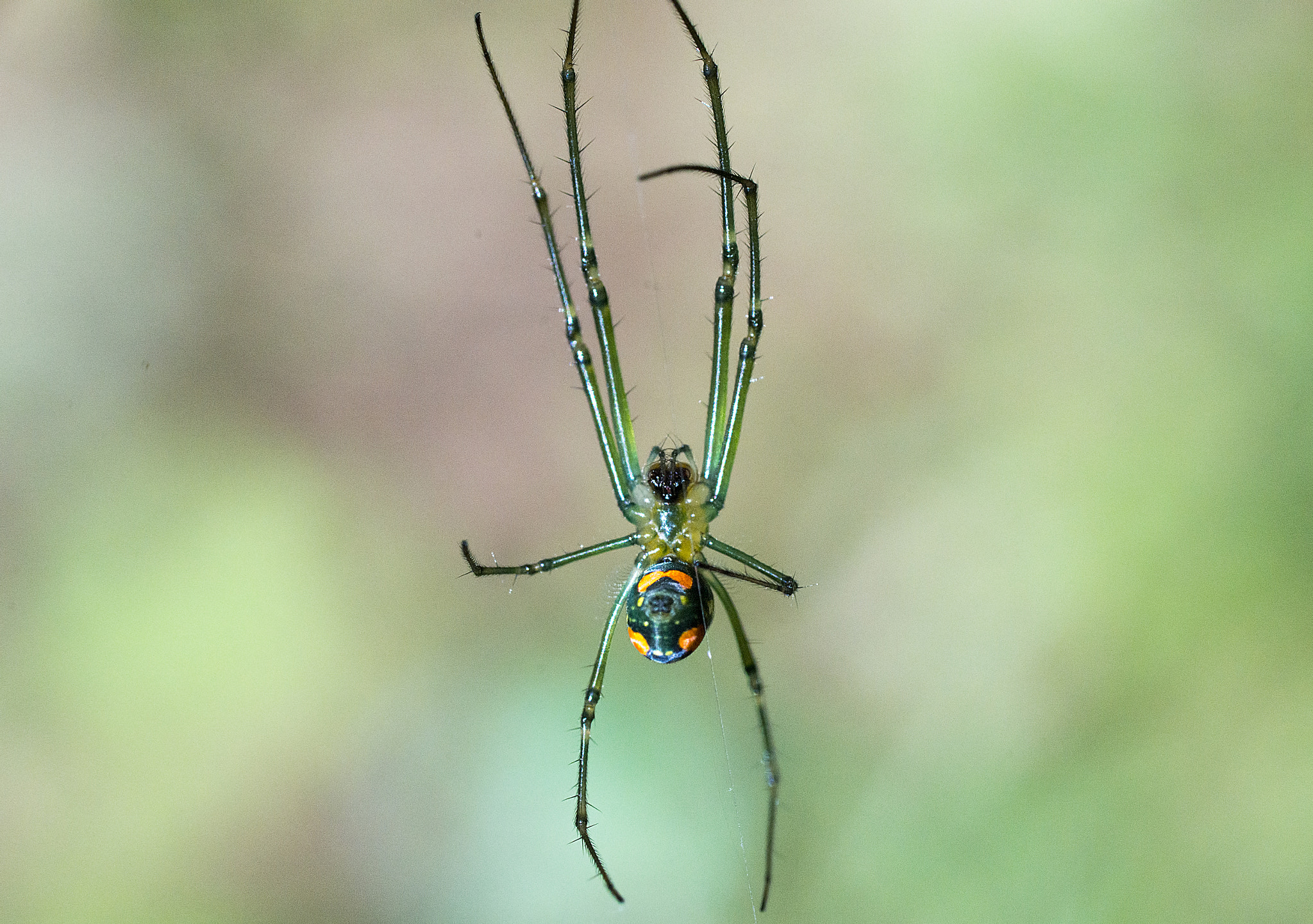 Sony a99 II + Tamron SP AF 90mm F2.8 Di Macro sample photo. Spider photography