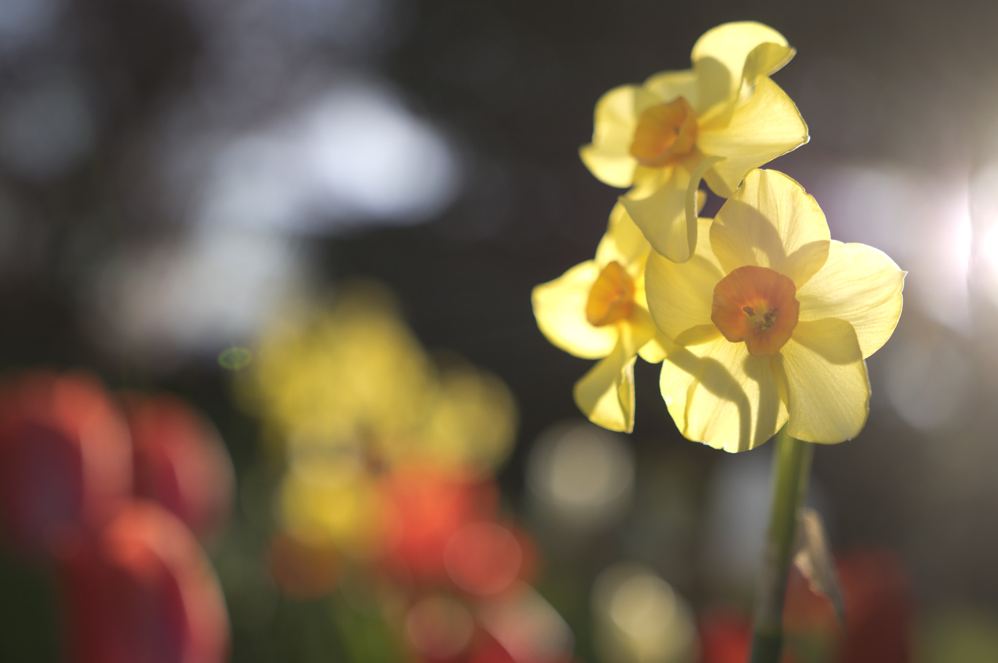 Pentax K-3 sample photo. Yellow has sprung photography