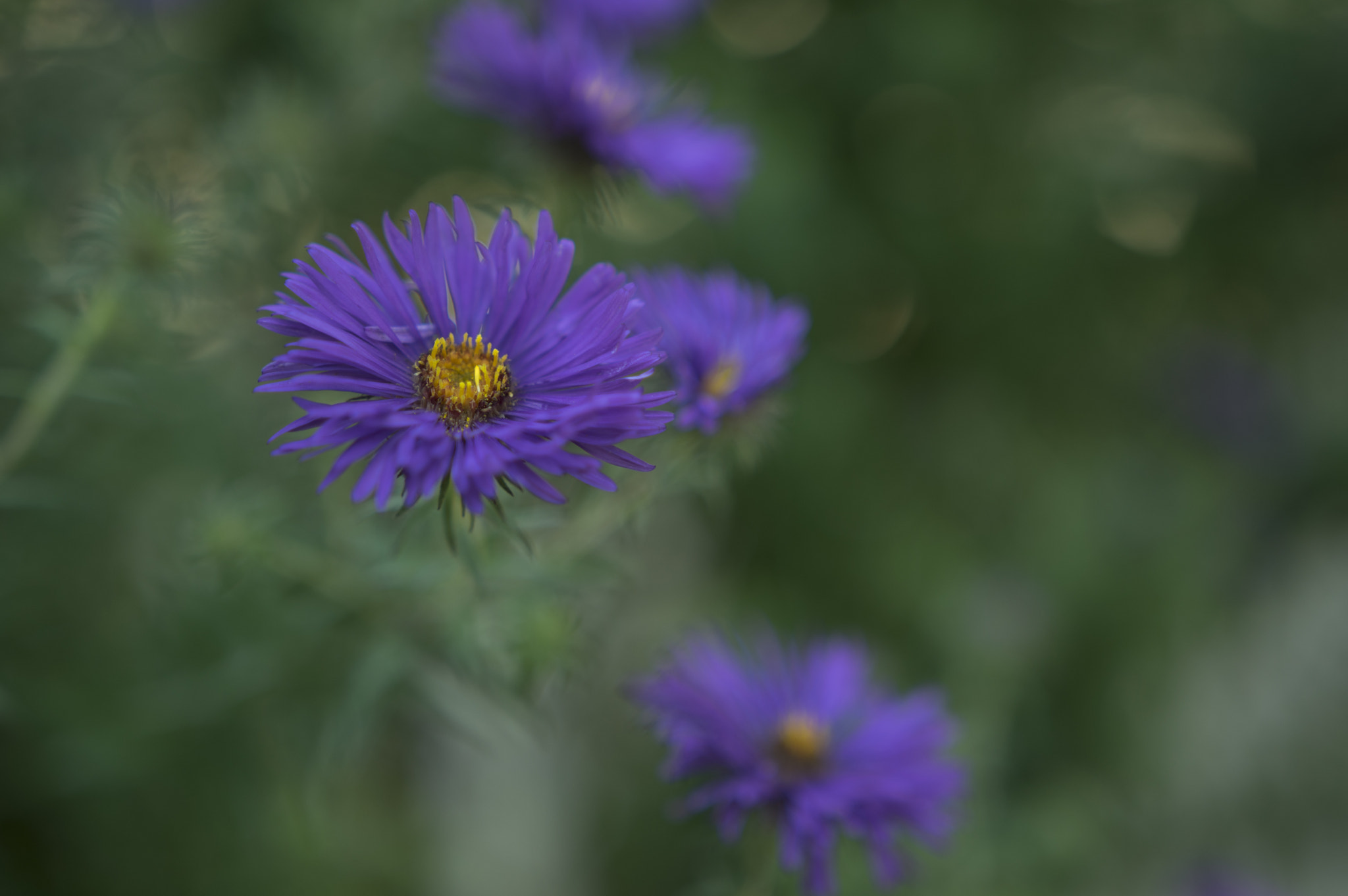 Pentax K-3 sample photo. Aster blur photography