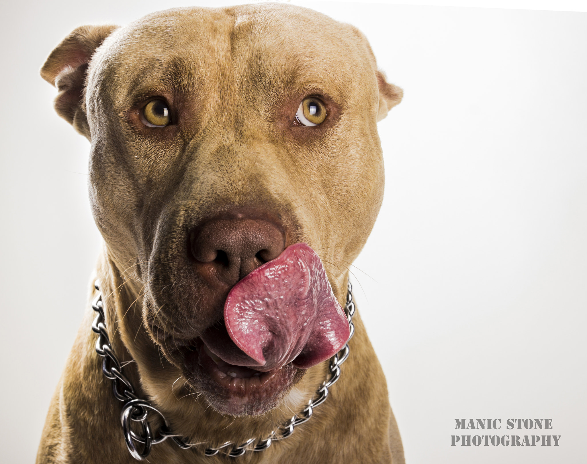 Canon EOS 600D (Rebel EOS T3i / EOS Kiss X5) + Canon EF 17-40mm F4L USM sample photo. American pitbull photography