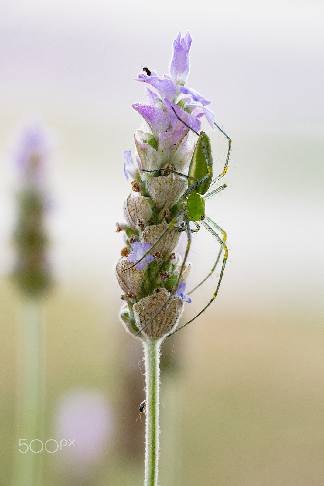 Canon EOS 600D (Rebel EOS T3i / EOS Kiss X5) sample photo. Green lynx spider on lavender photography