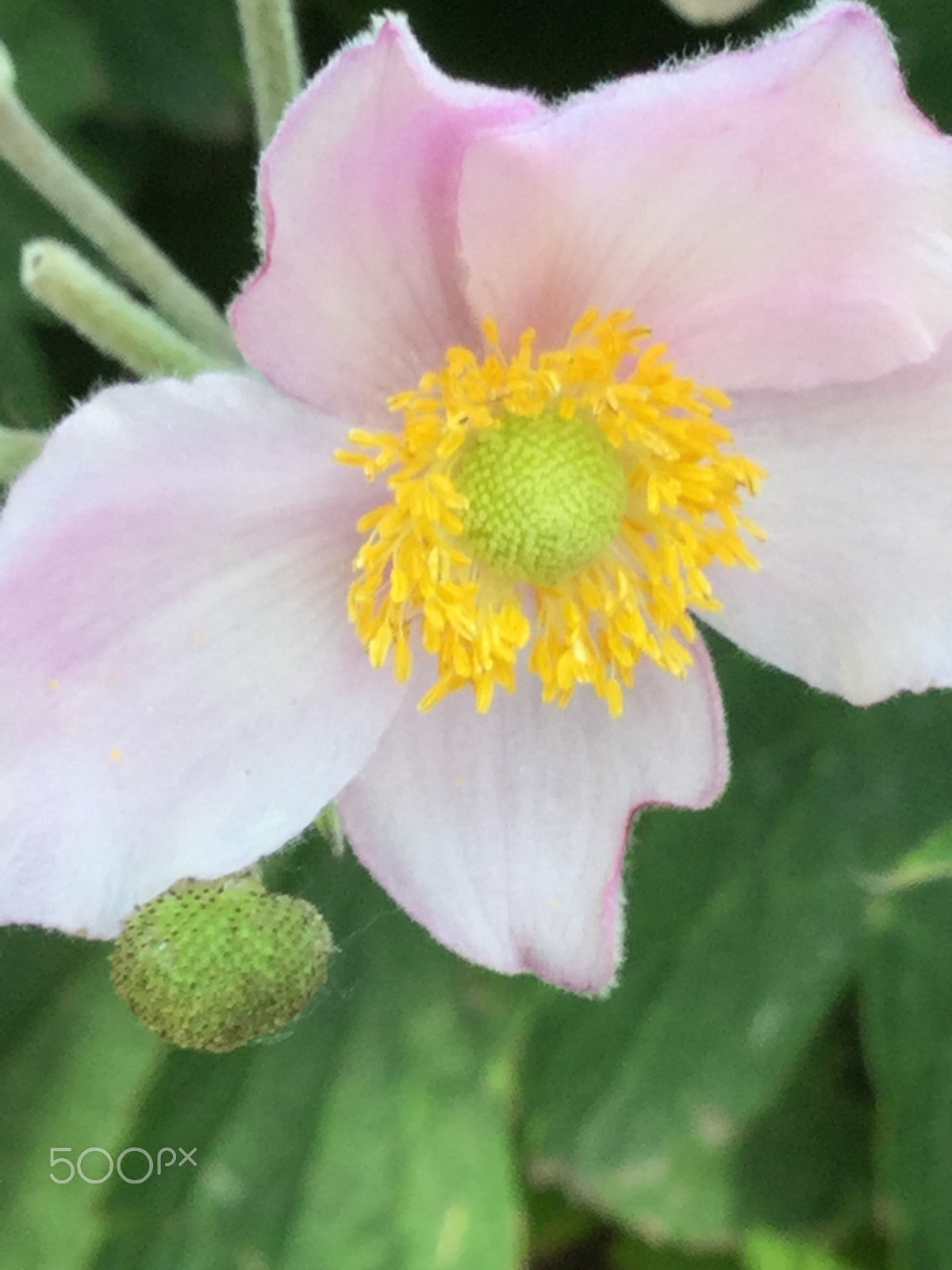 Apple iPad5,3 sample photo. Placid pink wildflower photography