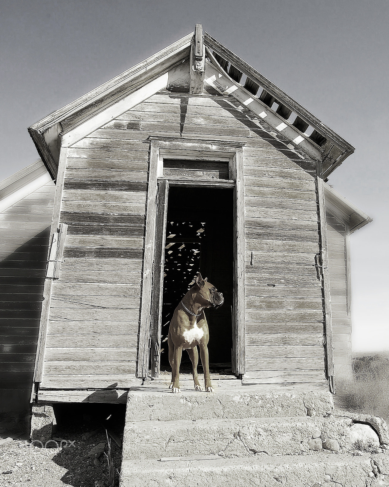 Kodak DCS Pro 14N sample photo. The dog house photography