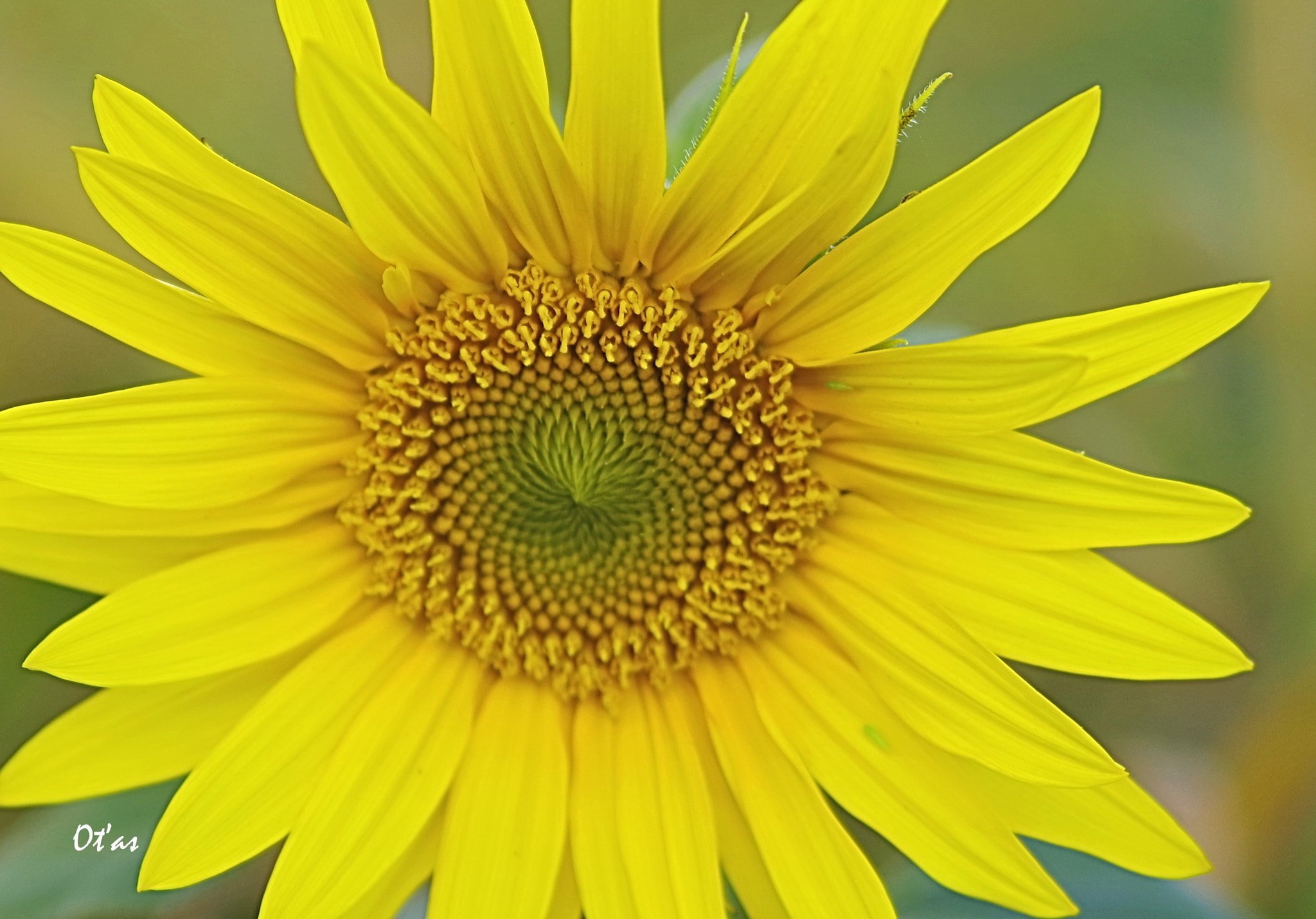 Pentax K-1 sample photo. Sunflower iv photography