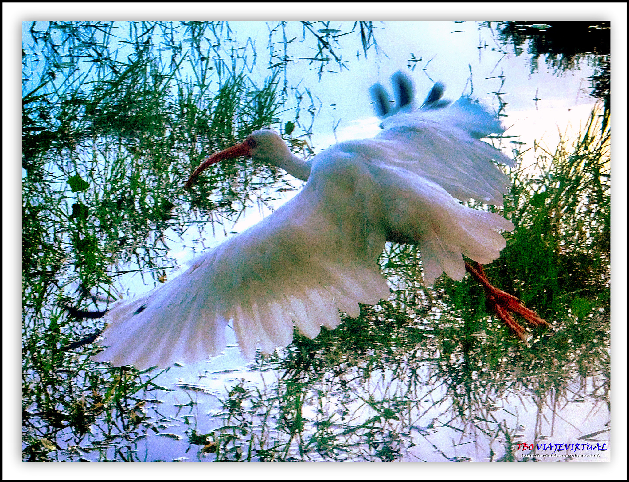 Fujifilm FinePix F850EXR sample photo. American withe ibis photography