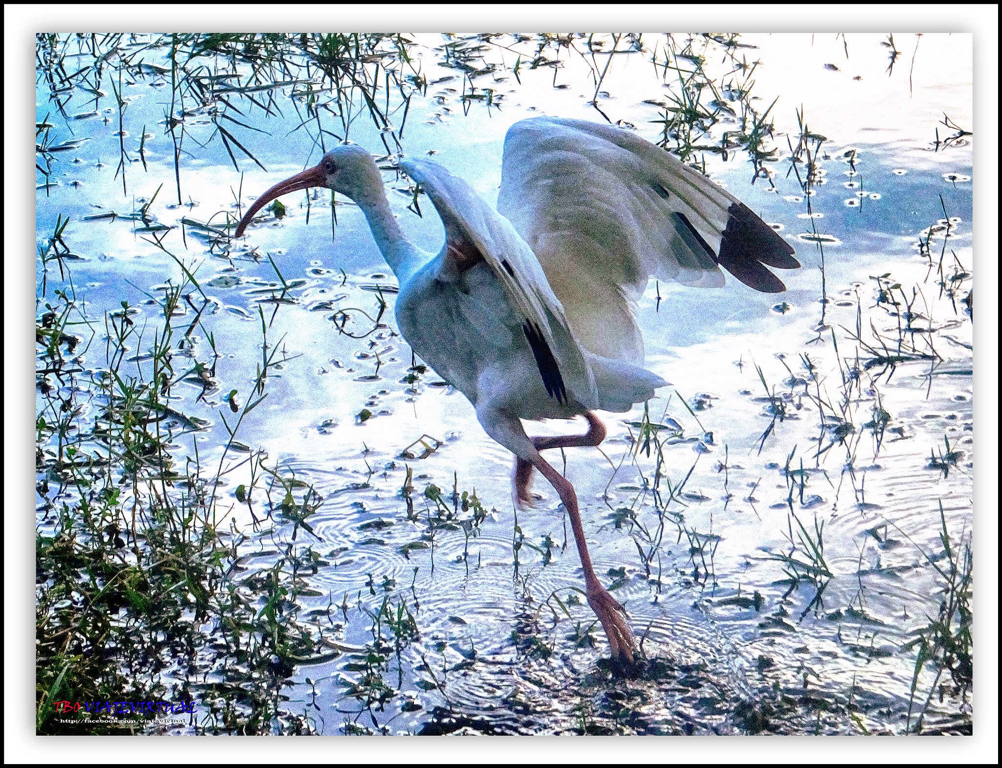 Fujifilm FinePix F850EXR sample photo. American withe ibis photography