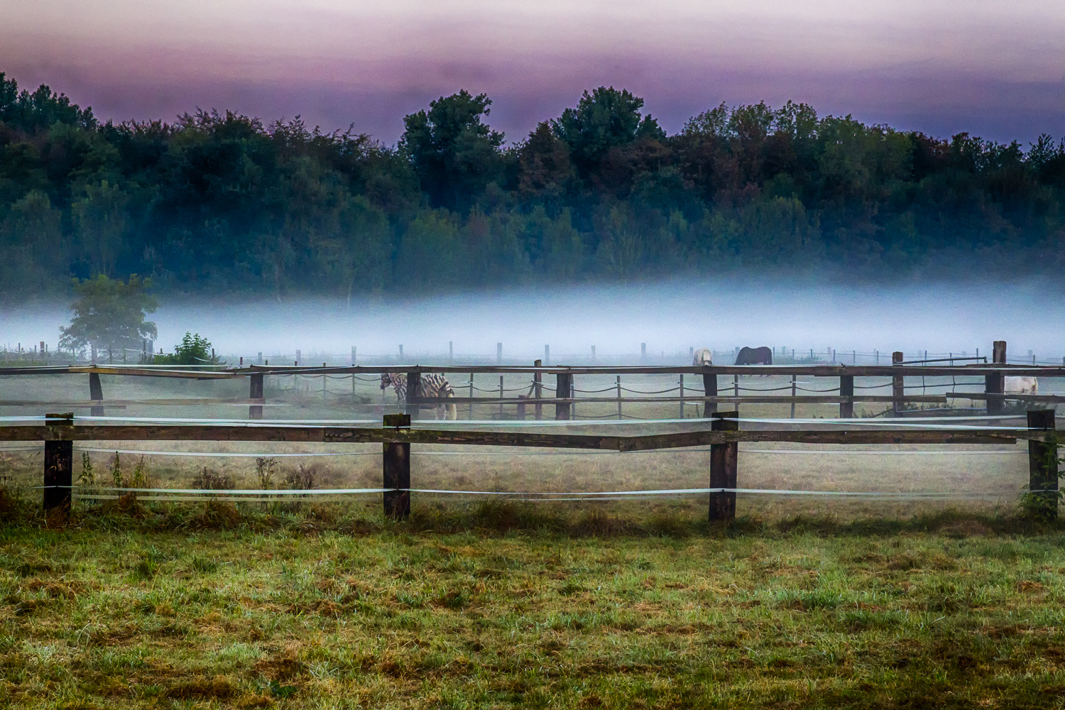 Canon EOS-1D Mark IV sample photo. Pferdewiese an der niers  photography