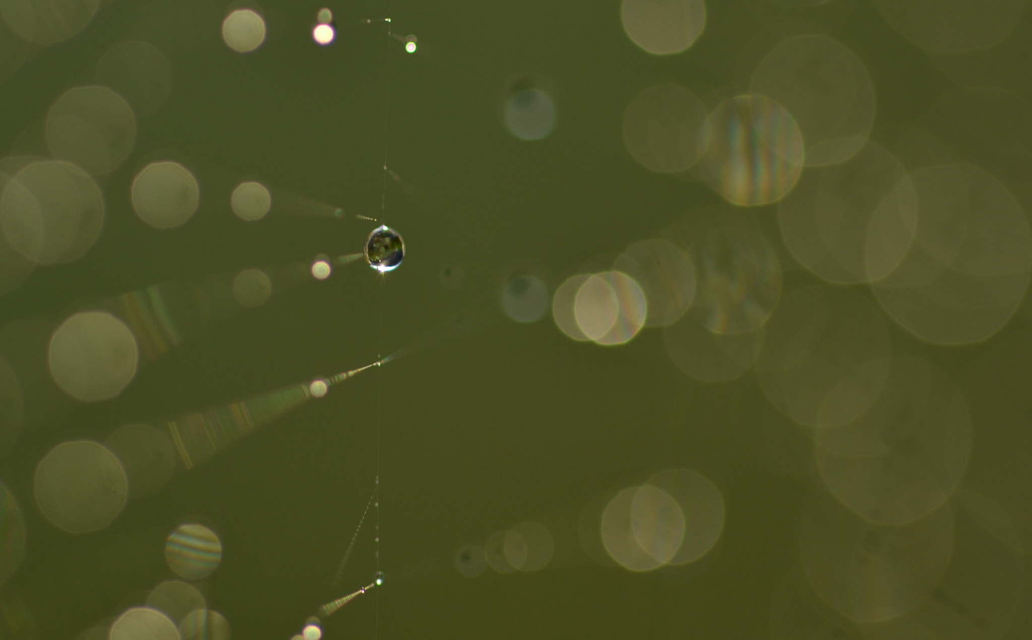 Sigma 105mm F2.8 EX DG OS HSM sample photo. Web drops photography