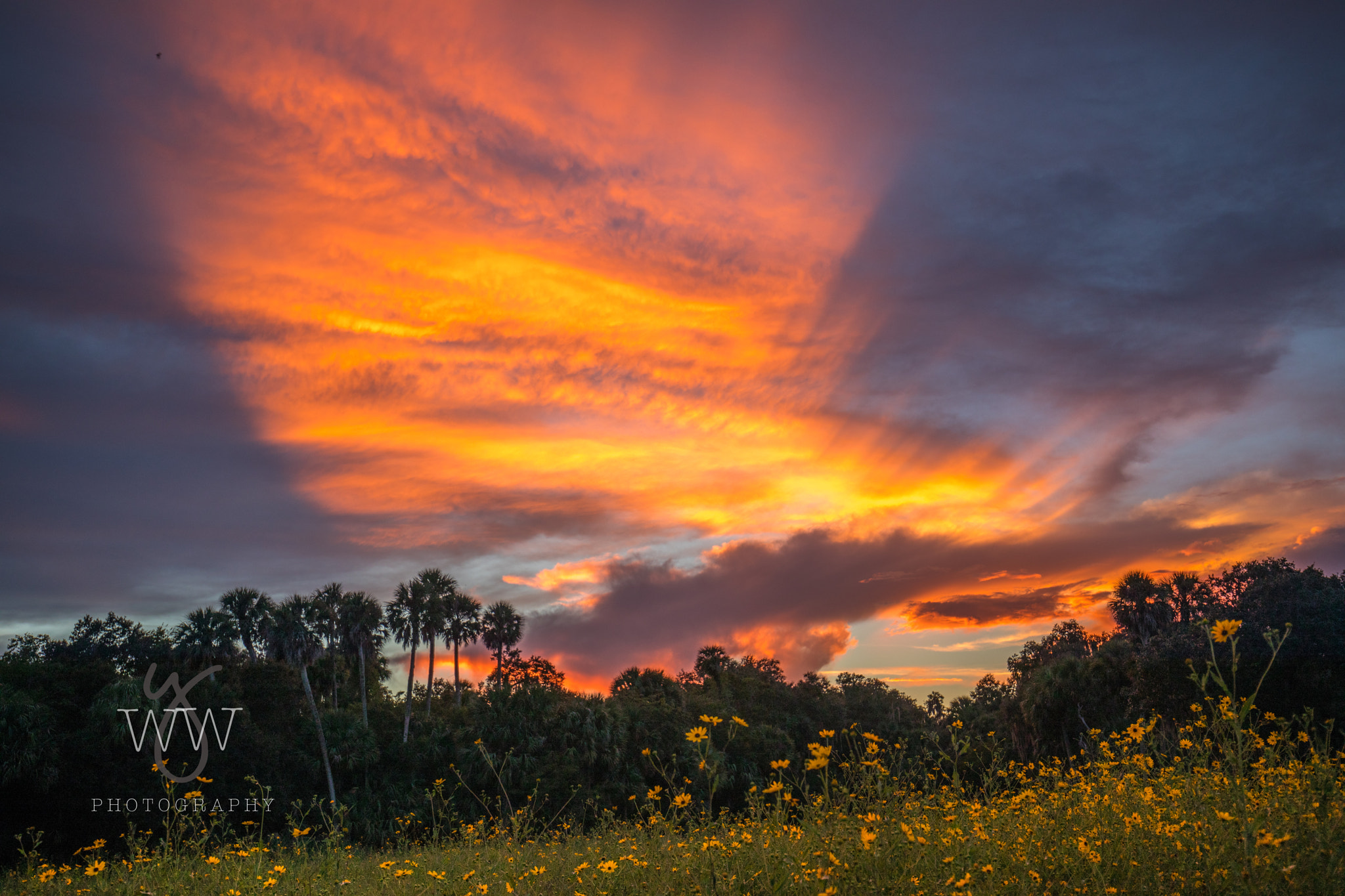 Canon EF 16-35mm F4L IS USM sample photo. Sunflowerislandjc kirsten photography