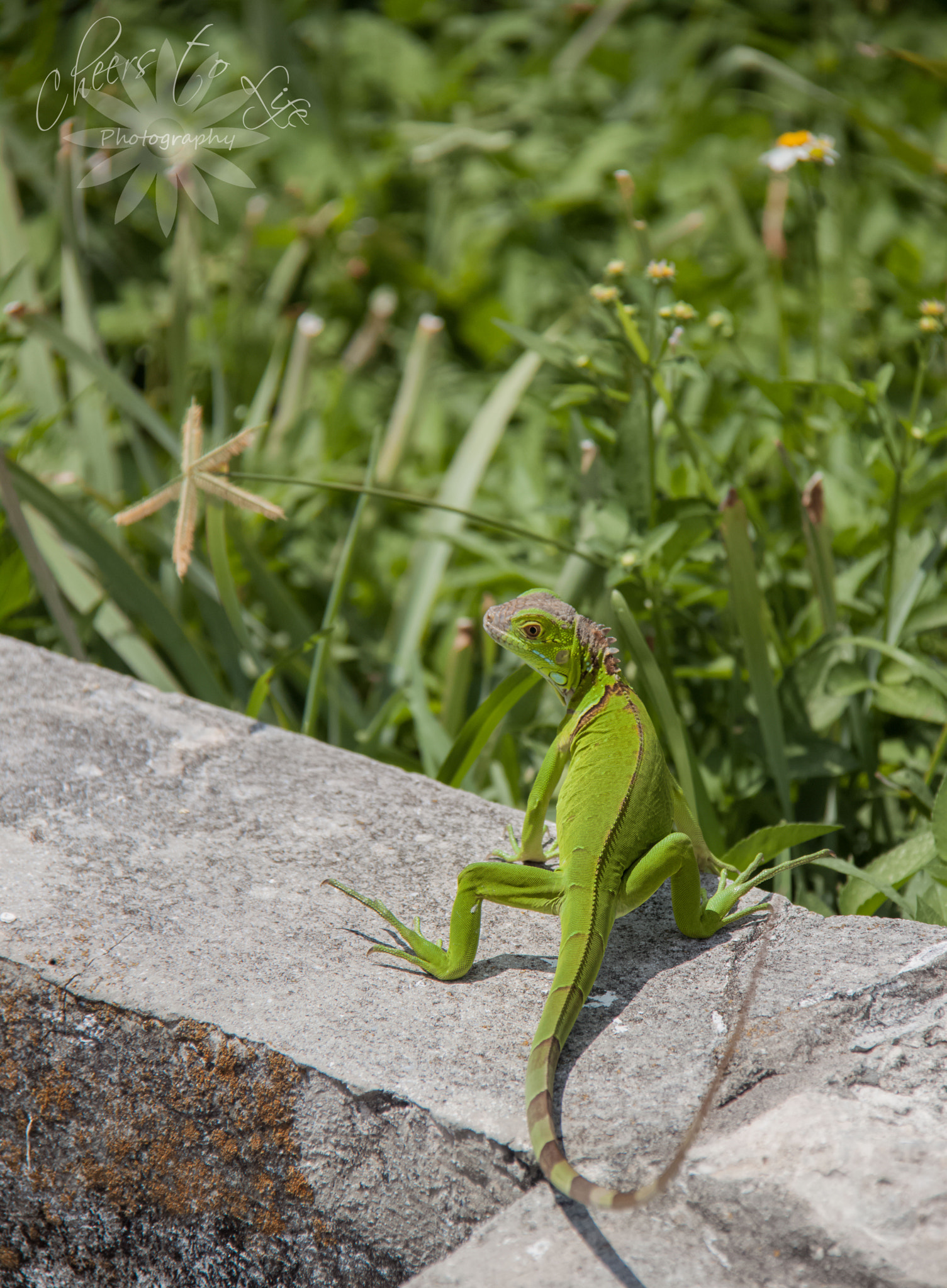 Canon EOS 500D (EOS Rebel T1i / EOS Kiss X3) sample photo. Lizard king photography