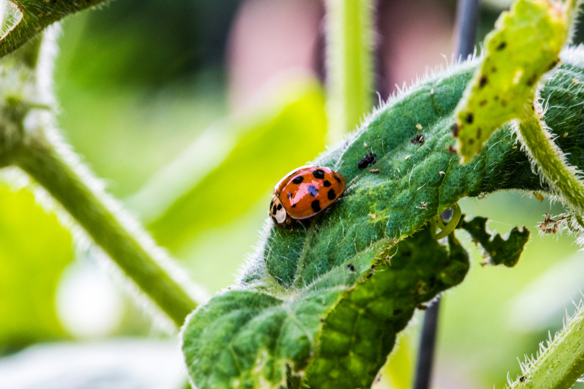 Canon EF 100mm F2.8L Macro IS USM sample photo. Queen of the leaf photography