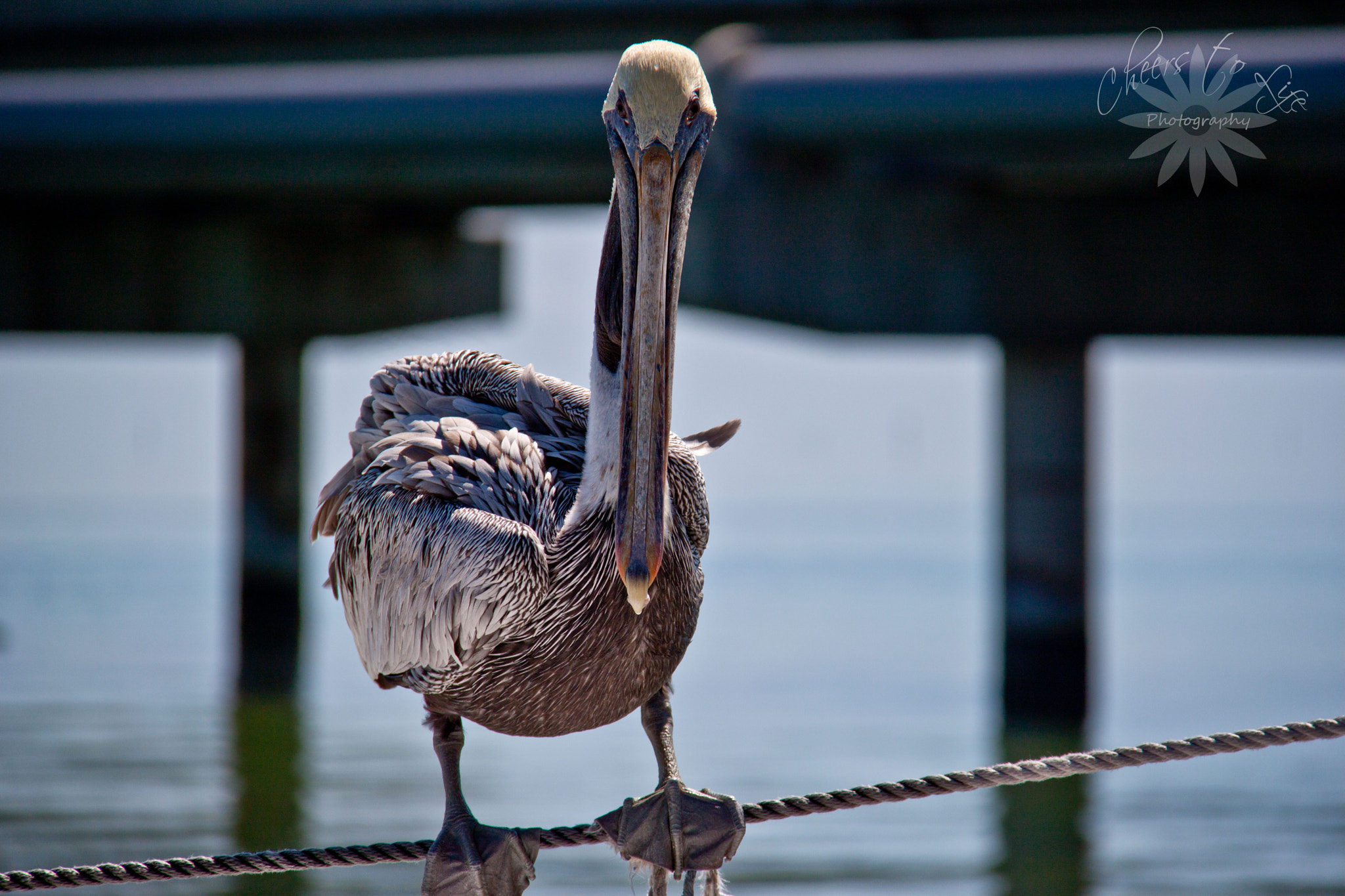 Canon EOS 500D (EOS Rebel T1i / EOS Kiss X3) sample photo. Whatcha lookin at? photography