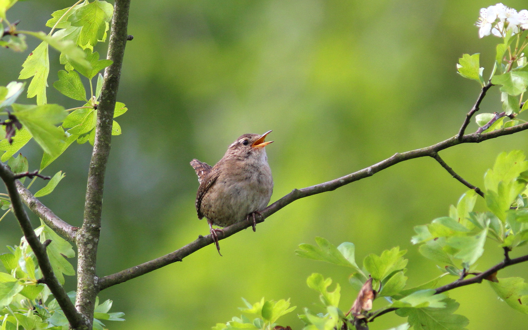 Canon EF 300mm F4L IS USM sample photo. Singing wren photography