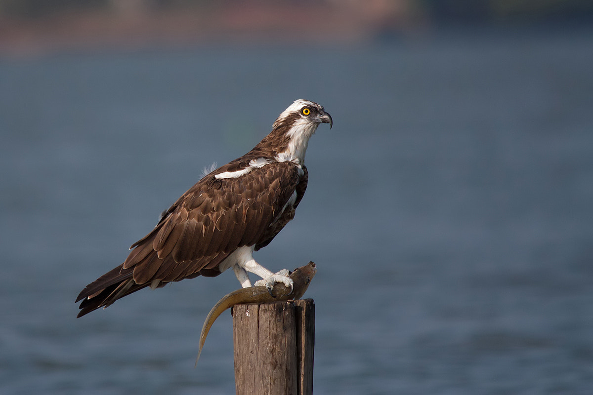 Sigma 150-500mm F5-6.3 DG OS HSM sample photo. Osprey with prey photography