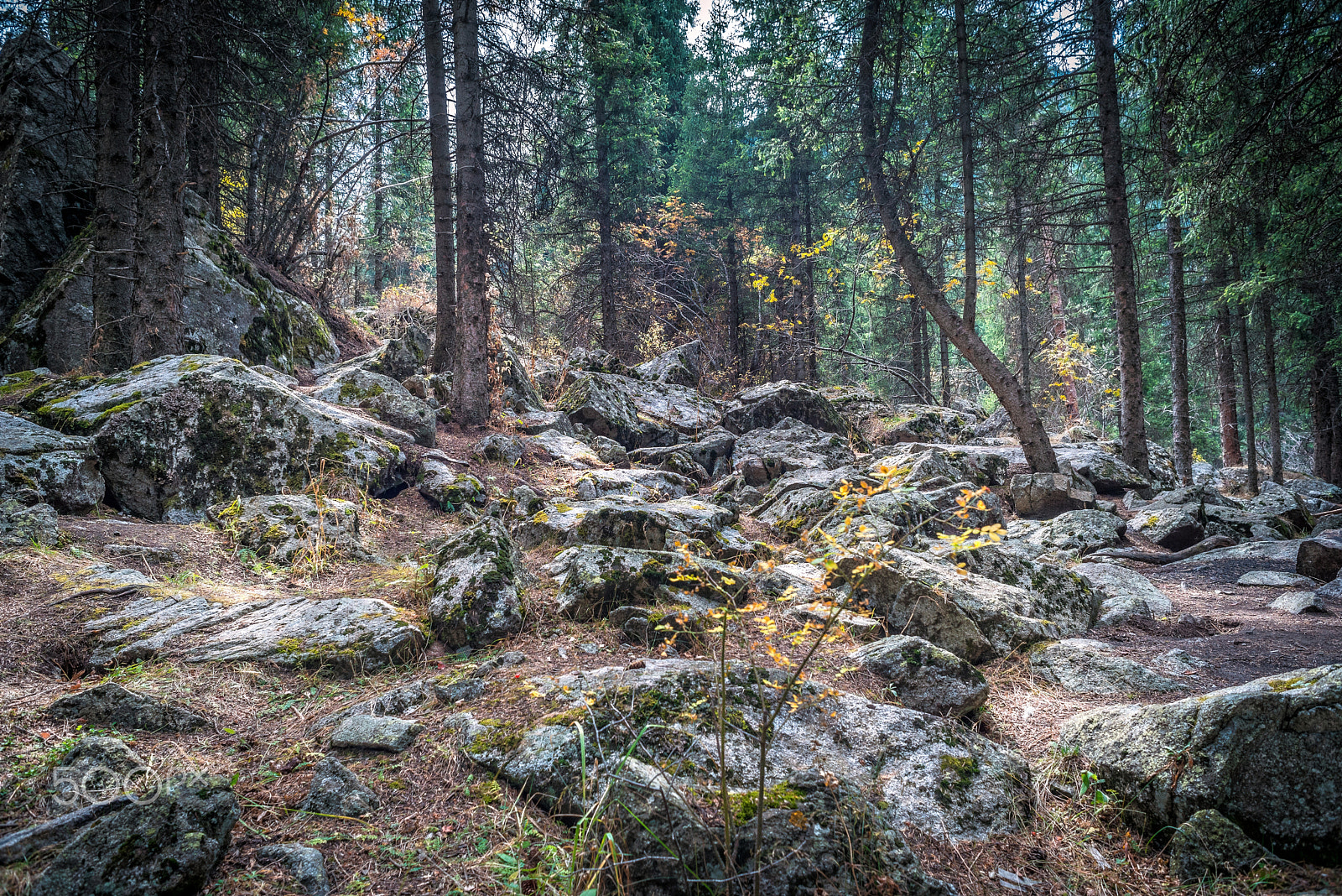 Nikon D750 + AF Nikkor 24mm f/2.8 sample photo. Highland forest photography