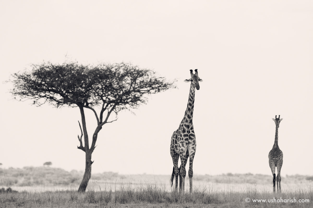 Canon EF 500mm F4L IS II USM sample photo. Giraffe portrait photography