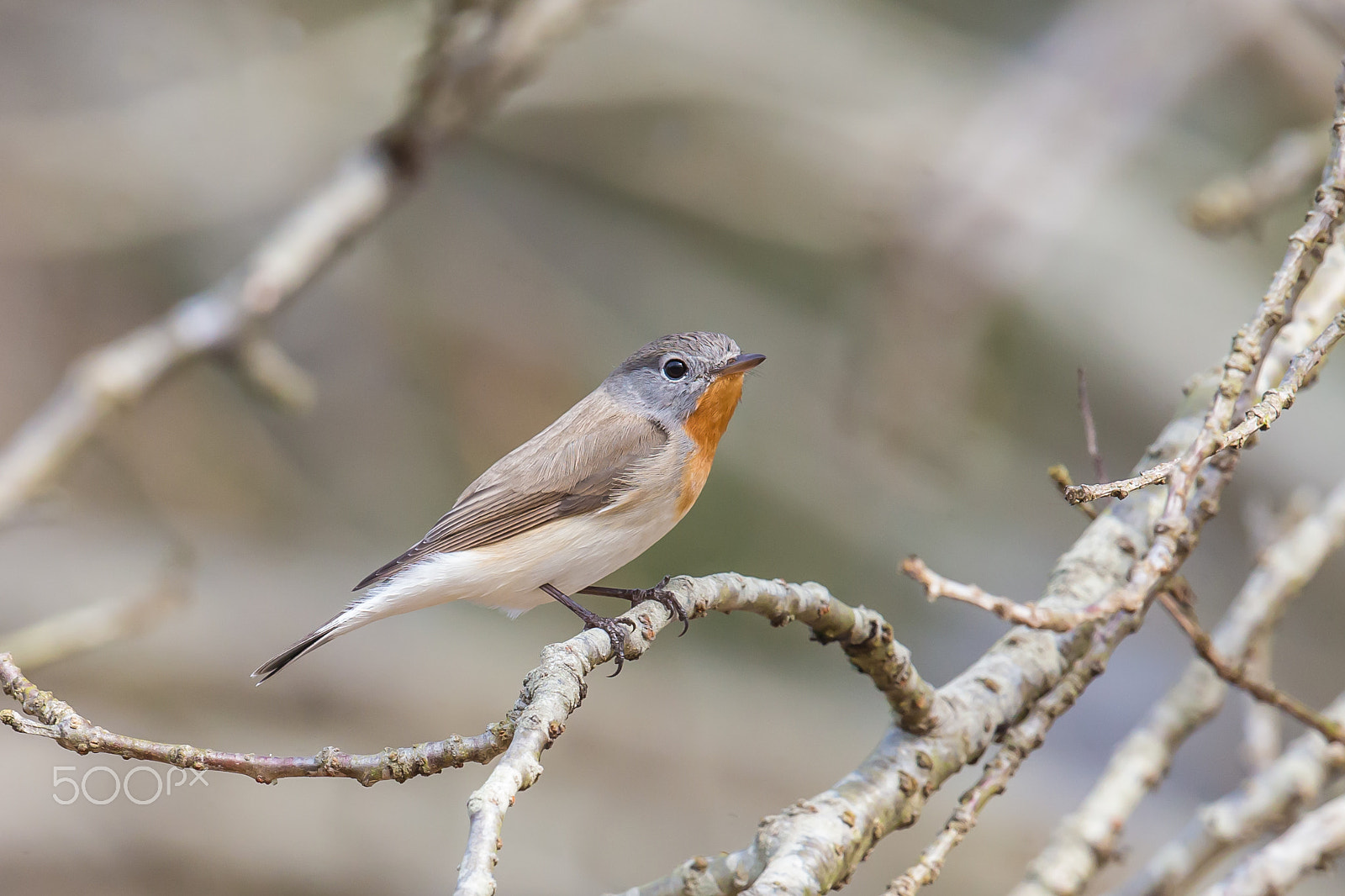 Canon EF 500mm F4L IS II USM sample photo. Red-breasted flycatcher photography