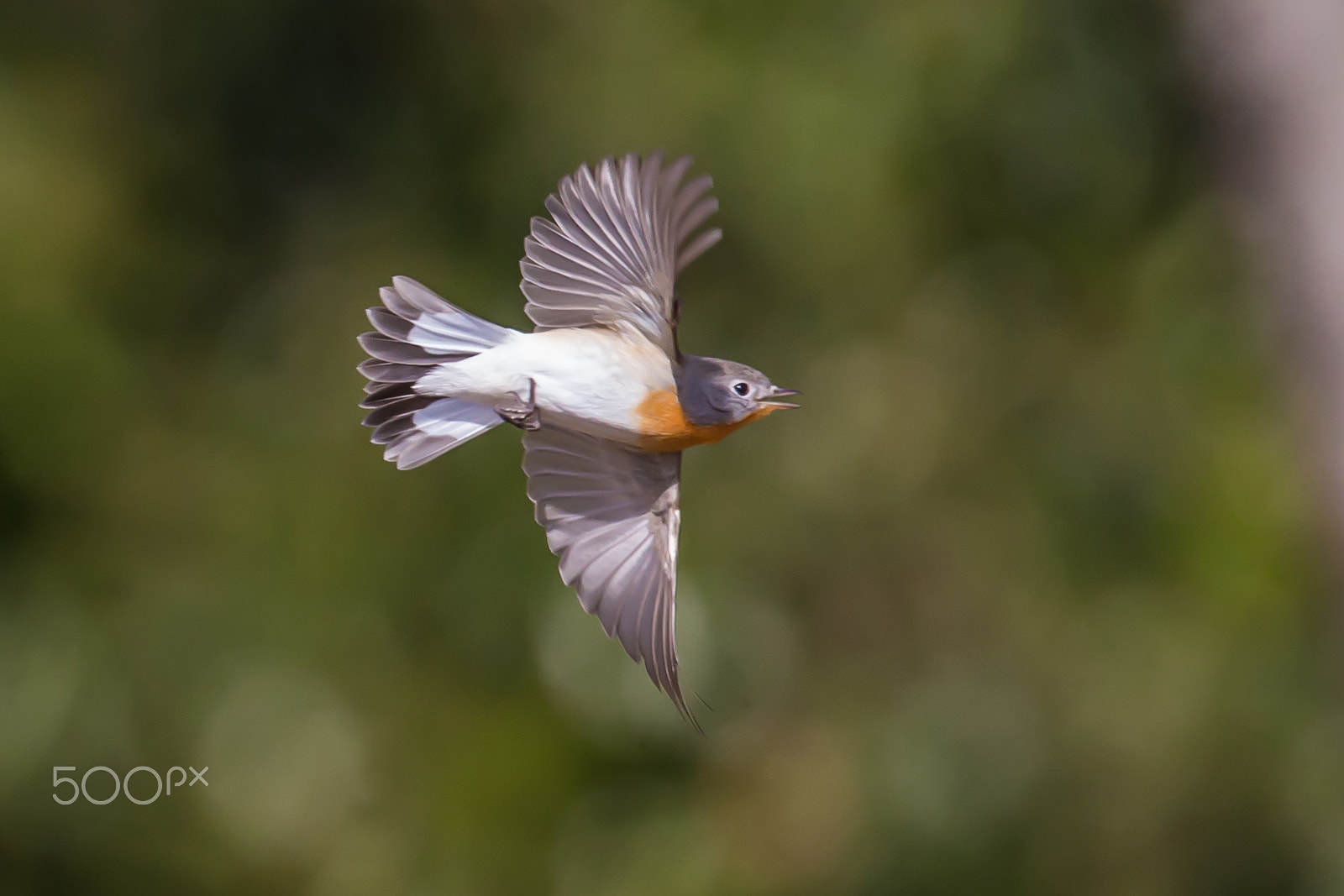Canon EF 500mm F4L IS II USM sample photo. Flying photography