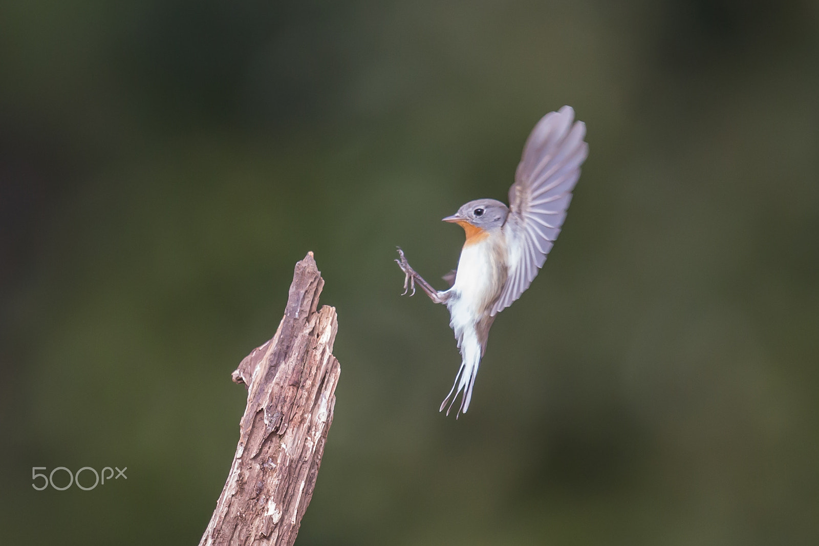 Canon EF 500mm F4L IS II USM sample photo. Landing photography