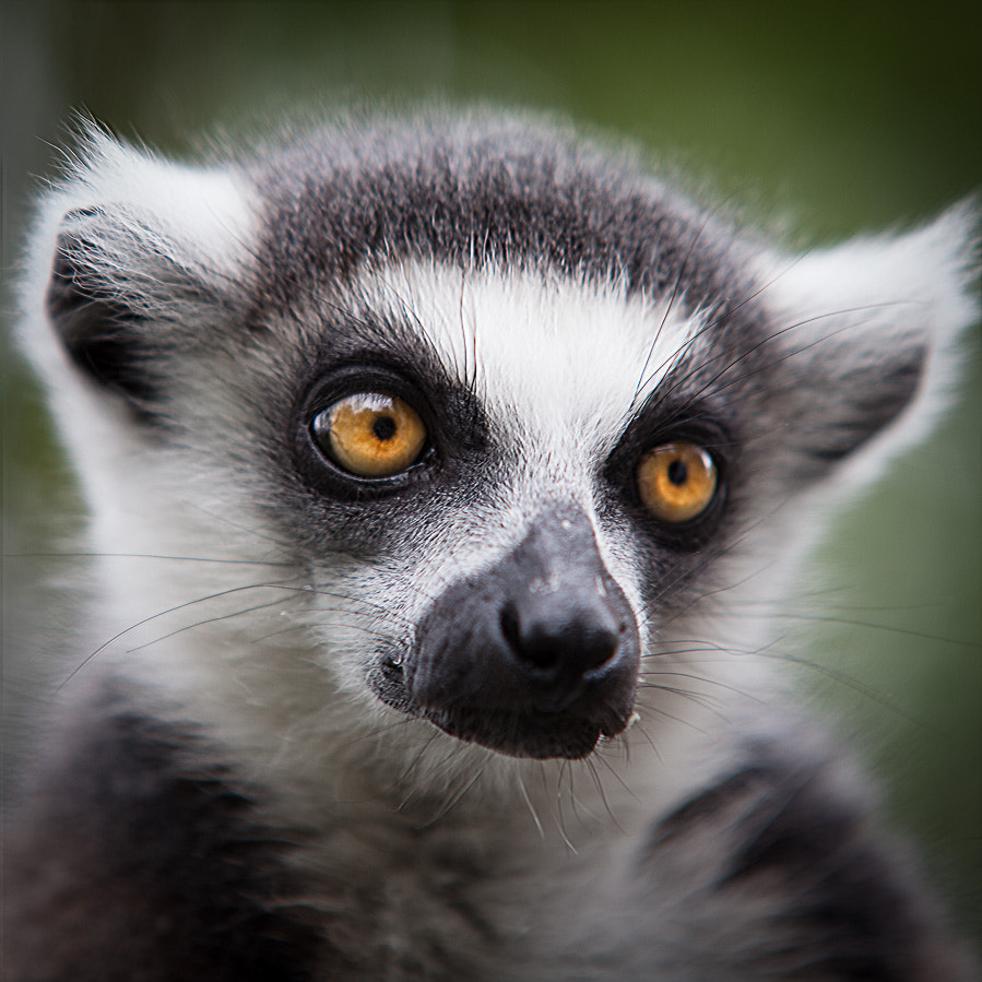 Sigma 70-200mm F2.8 EX DG OS HSM sample photo. Julian from madagascar photography