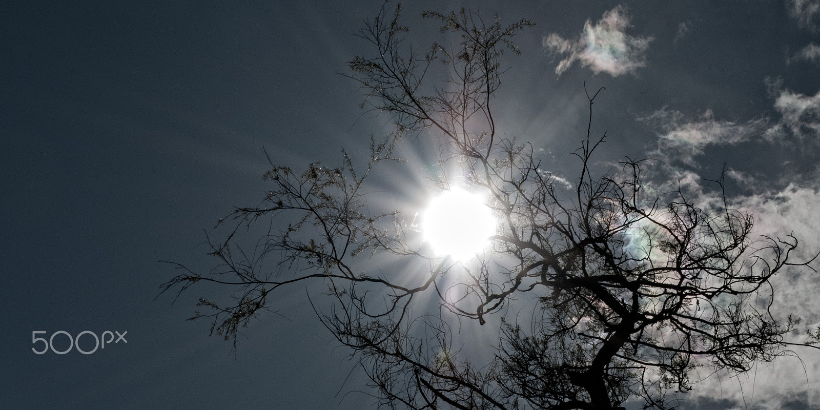 Nikon AF-S Nikkor 17-35mm F2.8D ED-IF sample photo. Sun behind tree photography