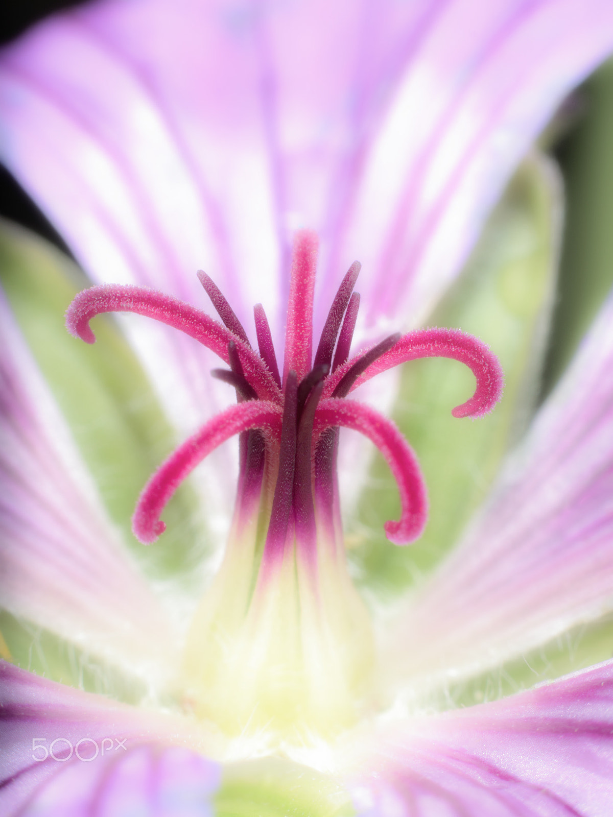 Olympus M.Zuiko Digital ED 60mm F2.8 Macro sample photo. Flower seen through old enlarger lens photography