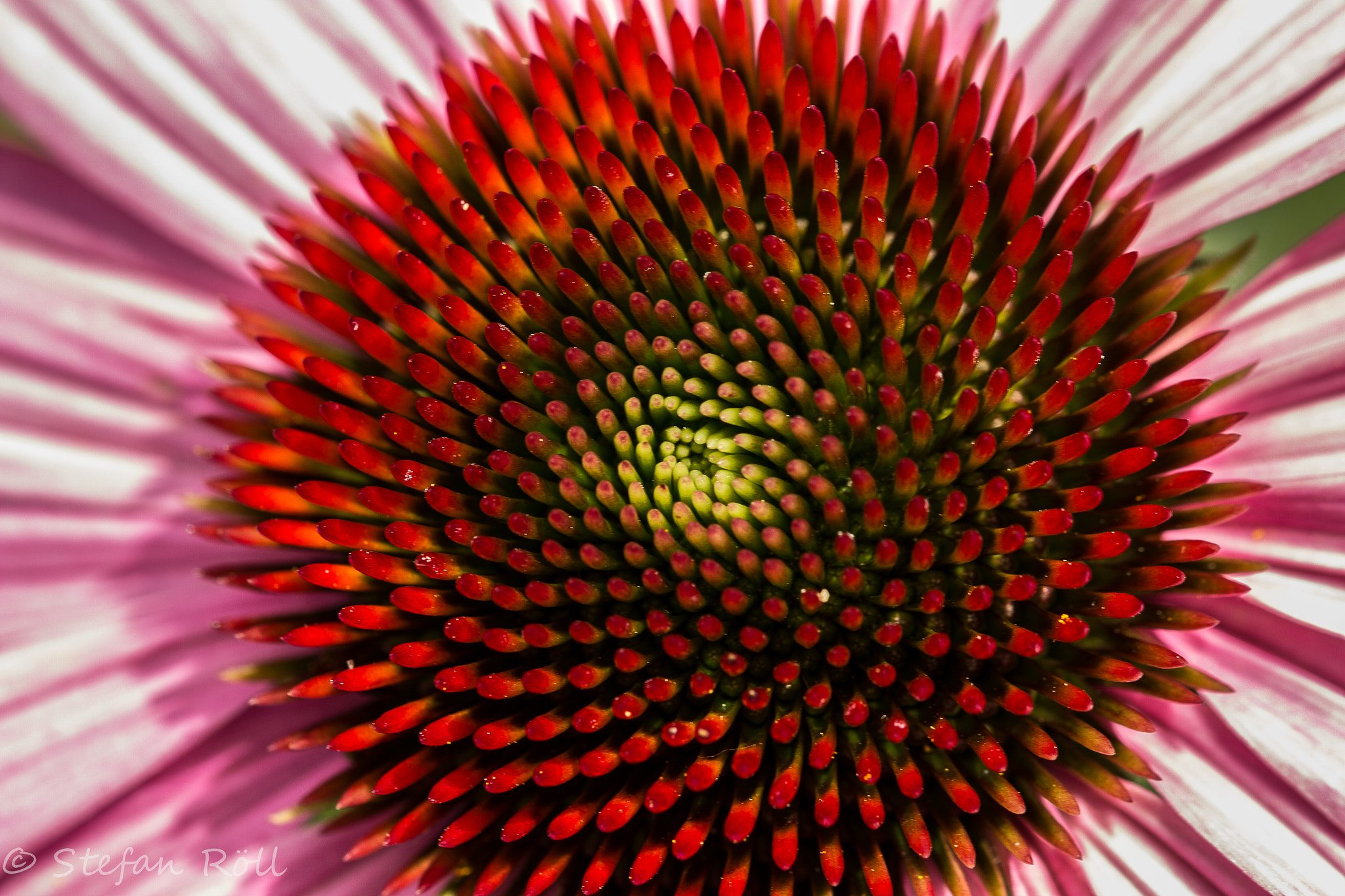 Sigma 105mm F2.8 EX DG OS HSM sample photo. Just a flower photography