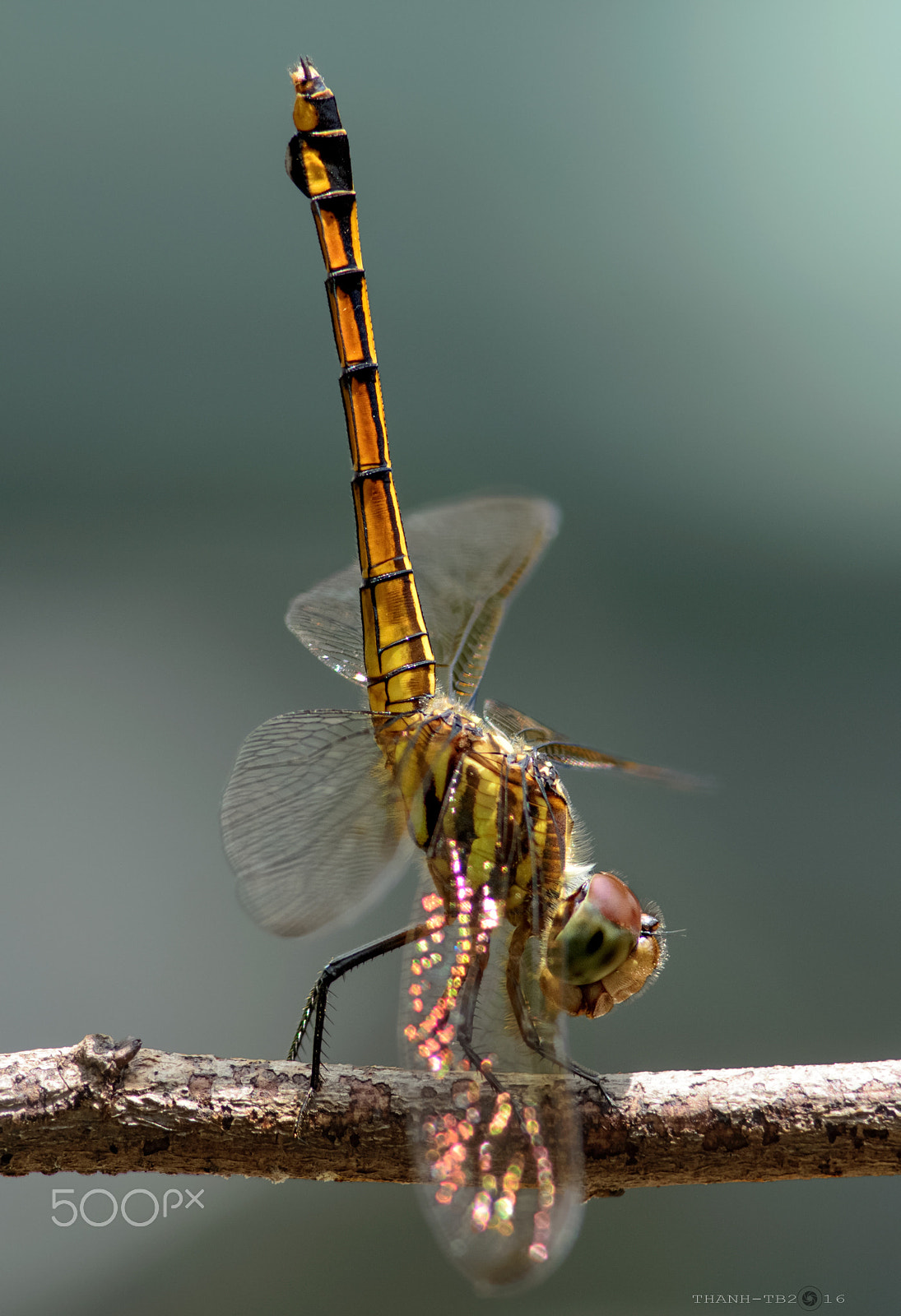 Nikon D7100 + Nikon AF Nikkor 180mm F2.8D ED-IF sample photo. Dsc photography
