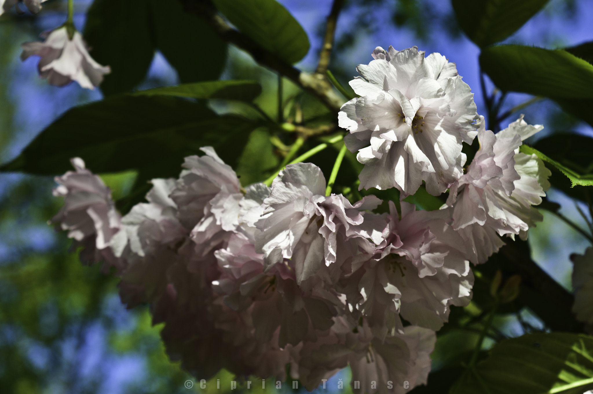 Nikon D3200 + AF Nikkor 20mm f/2.8 sample photo. Spring memory photography