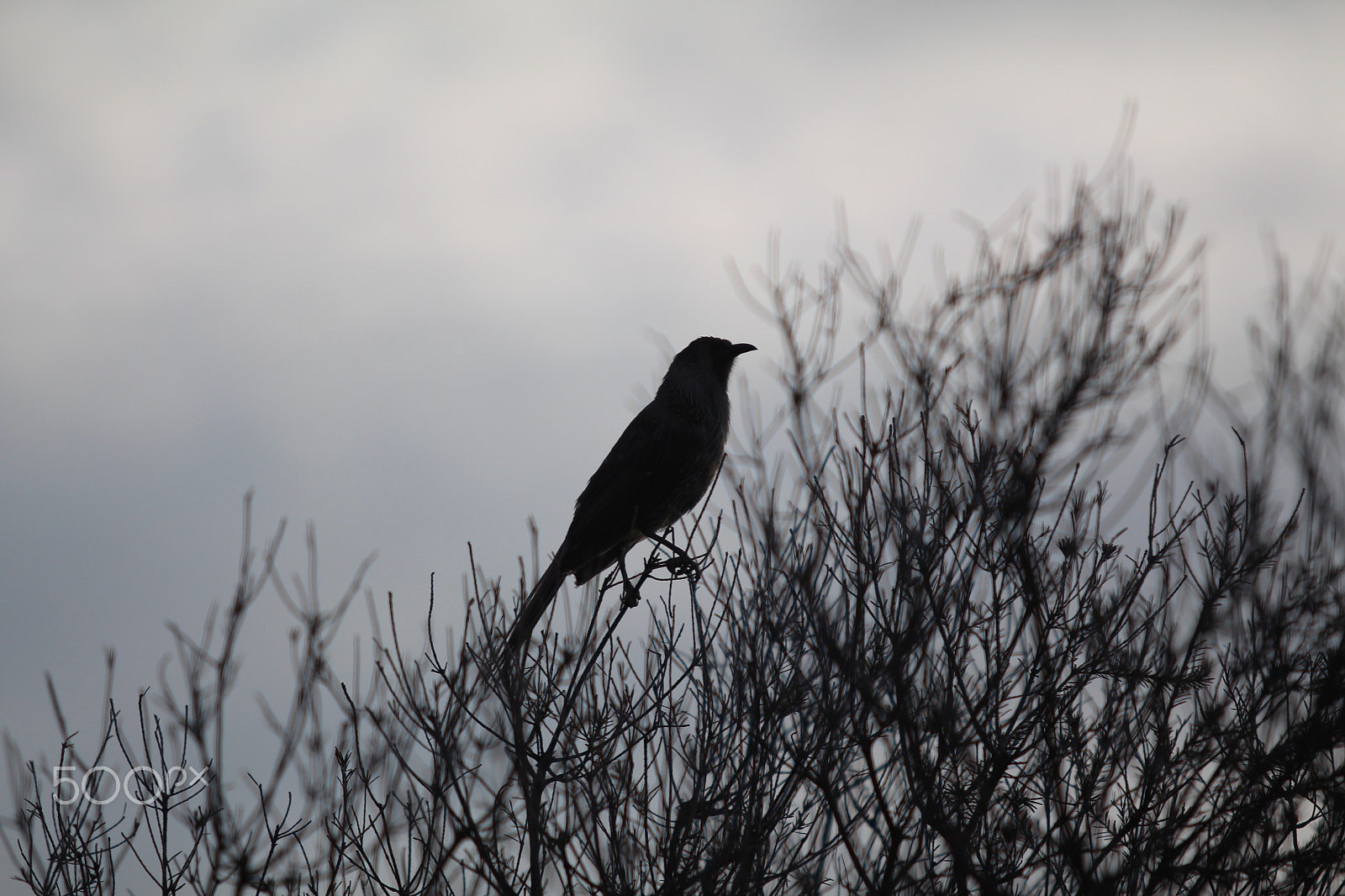 Canon EF 70-200mm F2.8L USM sample photo. A bird photography