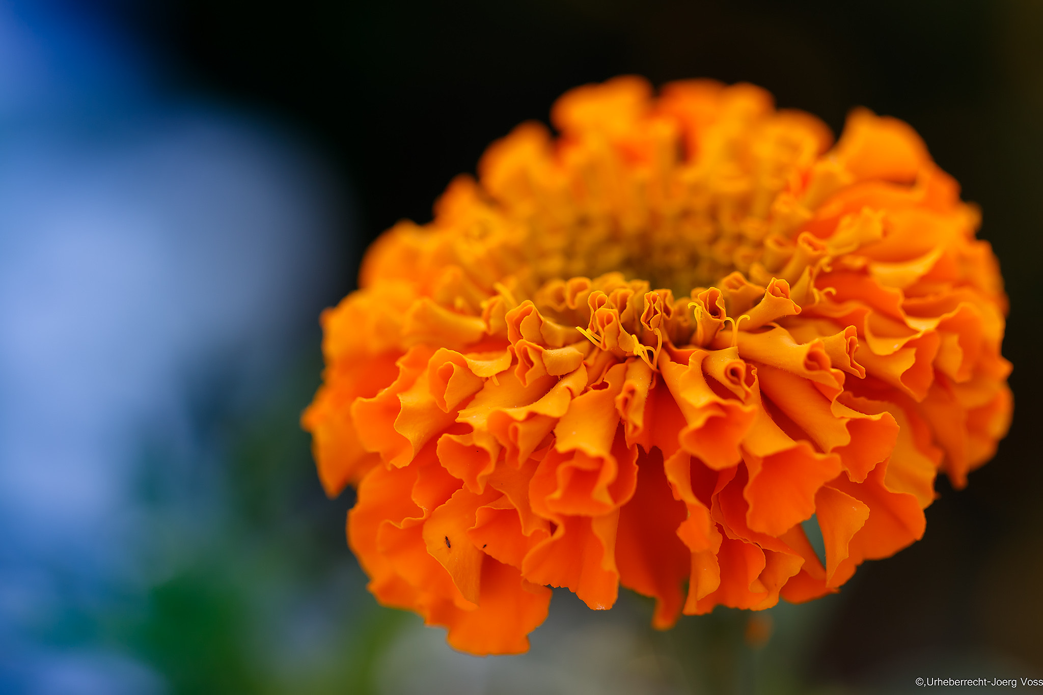 Canon EF 100mm F2.8L Macro IS USM sample photo. Orange photography