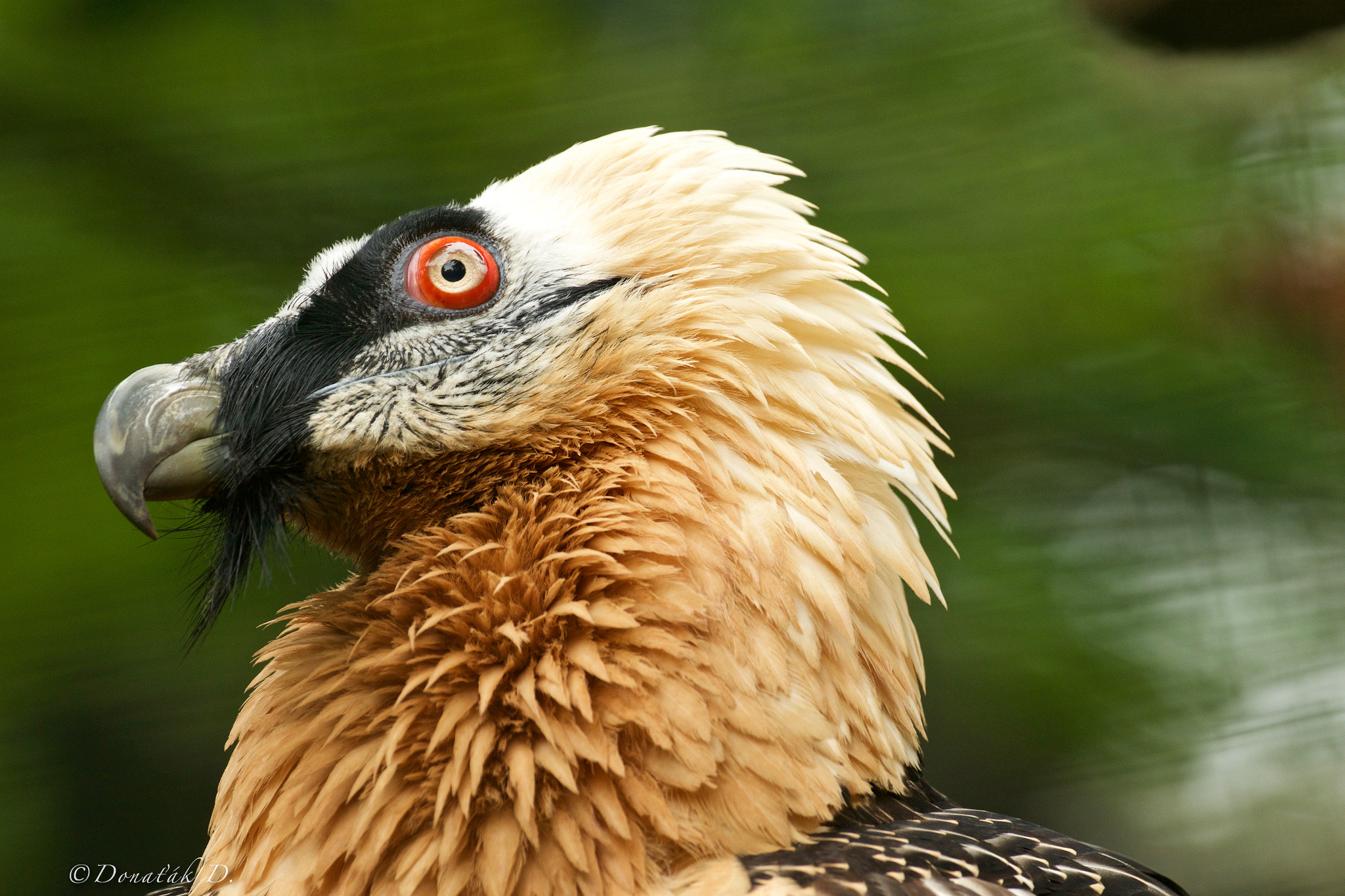 Canon EF 200-400mm F4L IS USM Extender 1.4x sample photo. Orlosup bradatý (gypaetus barbatus) photography