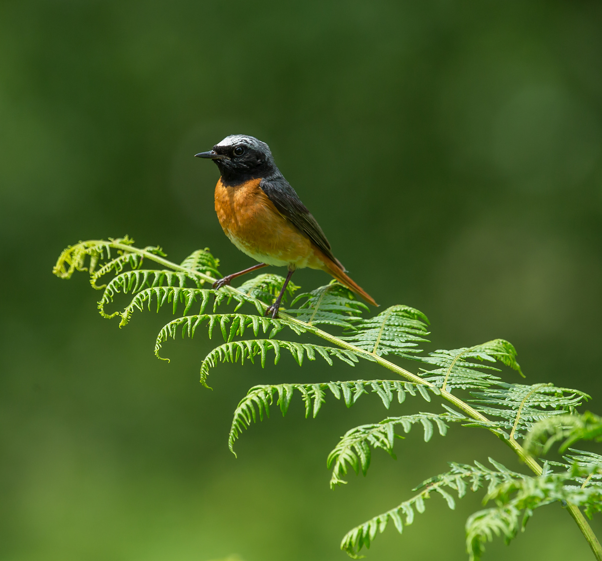 Canon EF 300mm F2.8L IS II USM sample photo. A brief rest photography