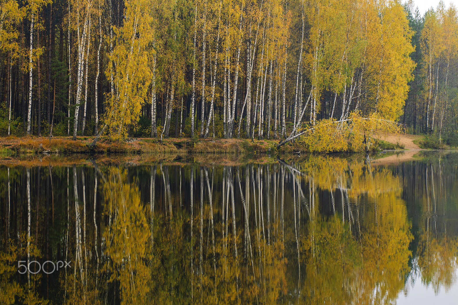 Nikon D70 sample photo. Autumn forest and its reflection. photography