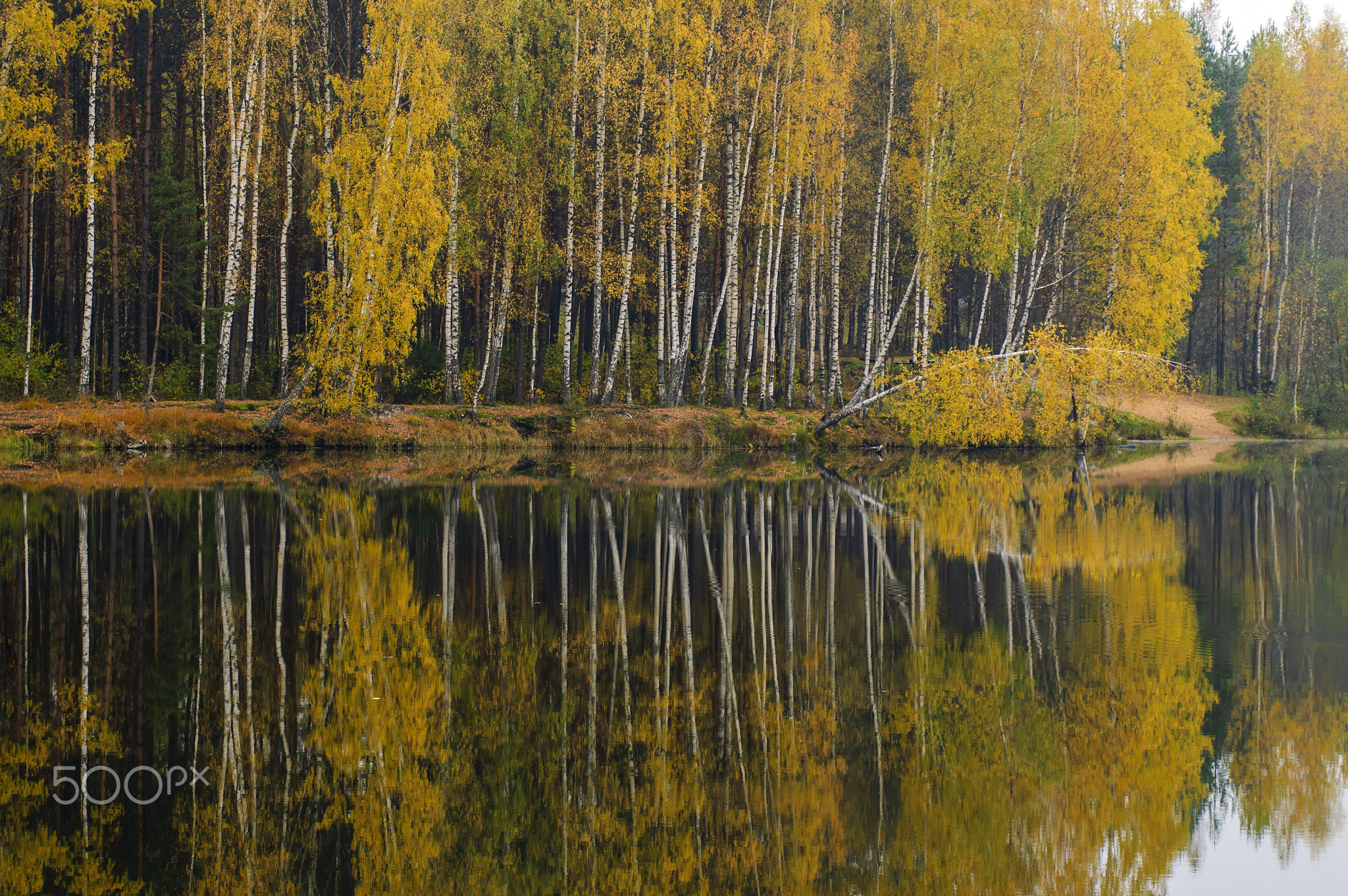 Autumn forest and its reflection.