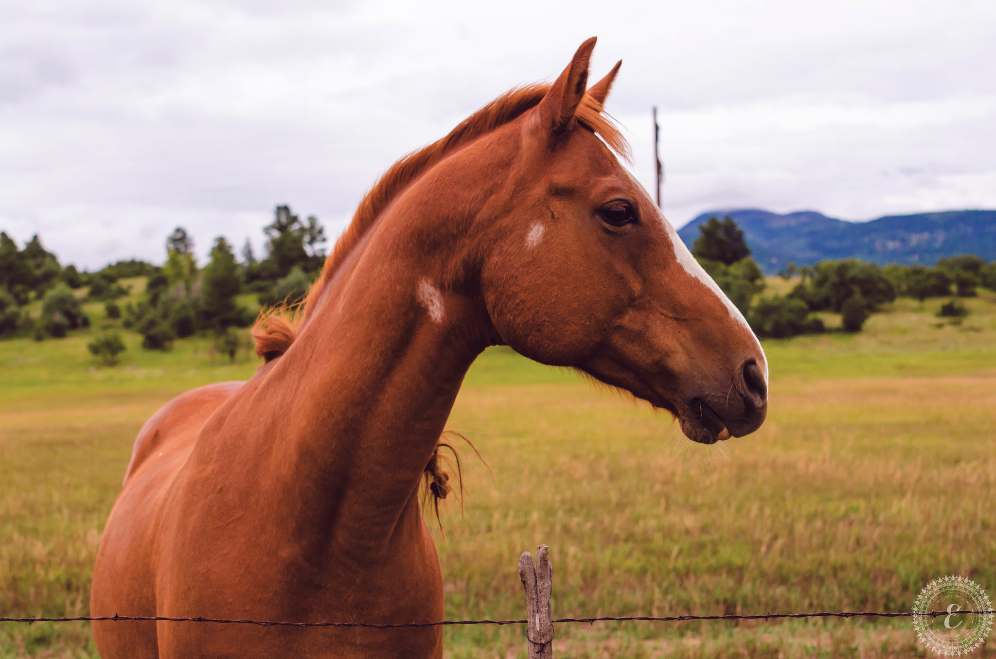 Nikon D7000 + Samyang 35mm F1.4 AS UMC sample photo. Horse with no name photography