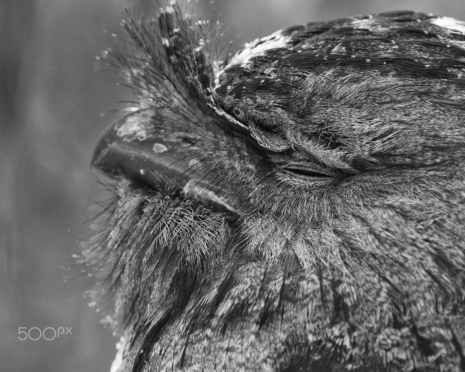 Canon EOS 7D + Sigma 150-600mm F5-6.3 DG OS HSM | C sample photo. Tawny frogmouth eye photography