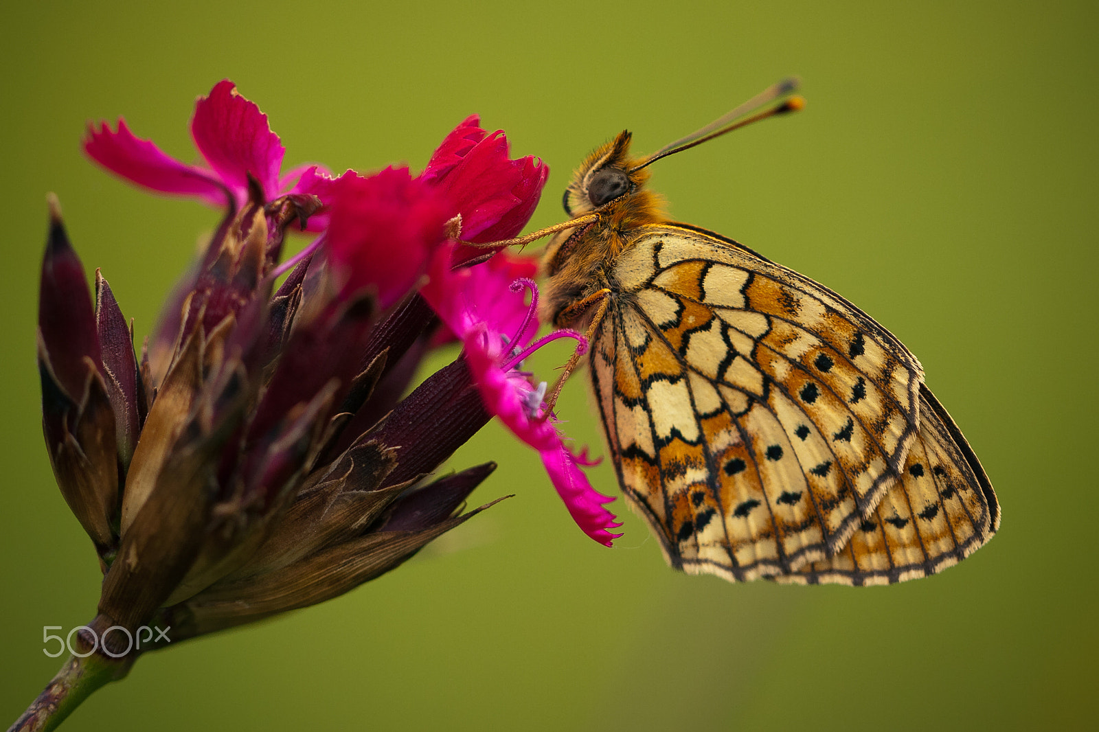 Canon EOS 40D + Canon EF 100mm F2.8L Macro IS USM sample photo. Butterfly on a pink flower photography