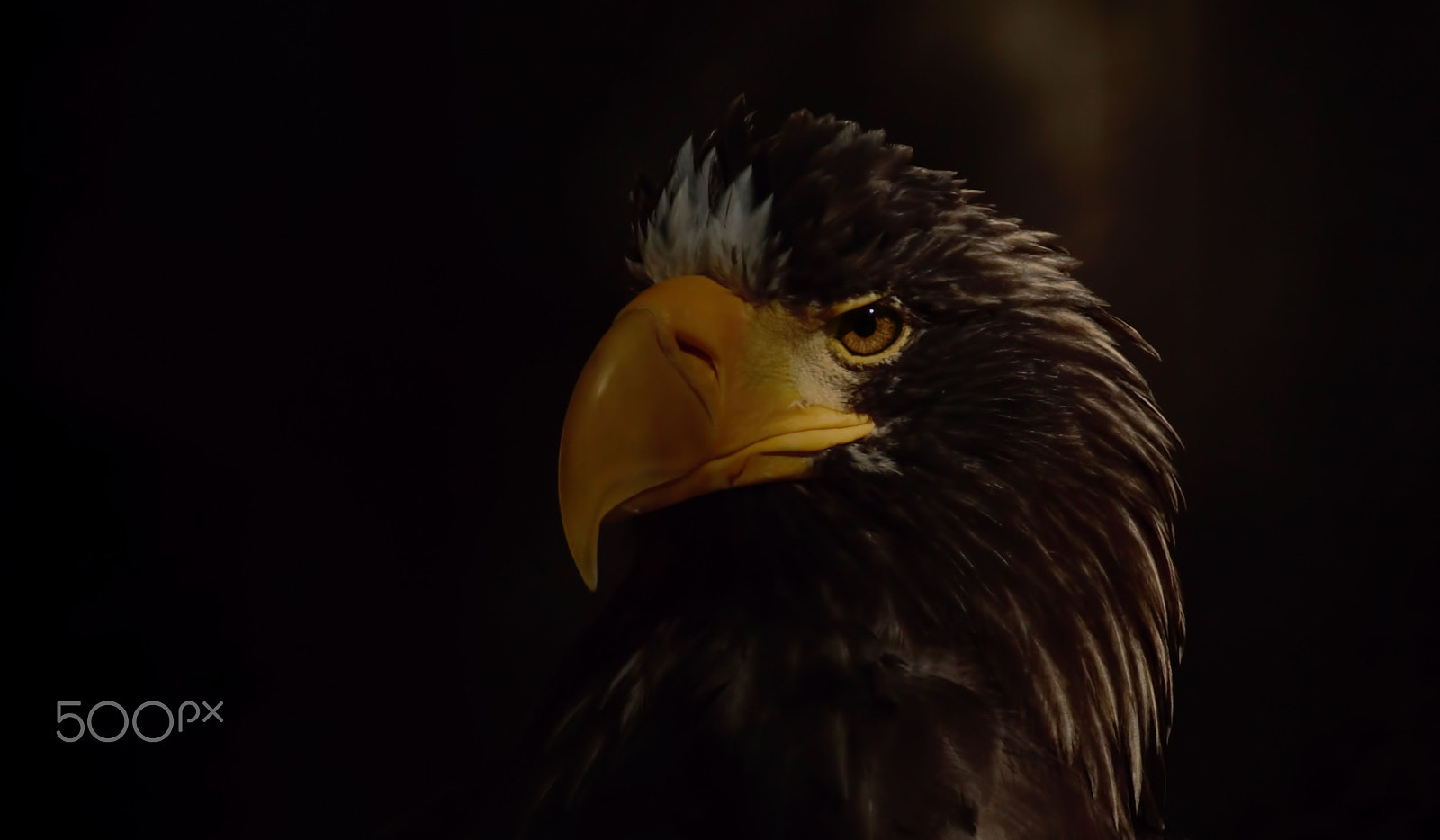 Tamron SP 70-300mm F4-5.6 Di USD sample photo. Riesenseeadler photography