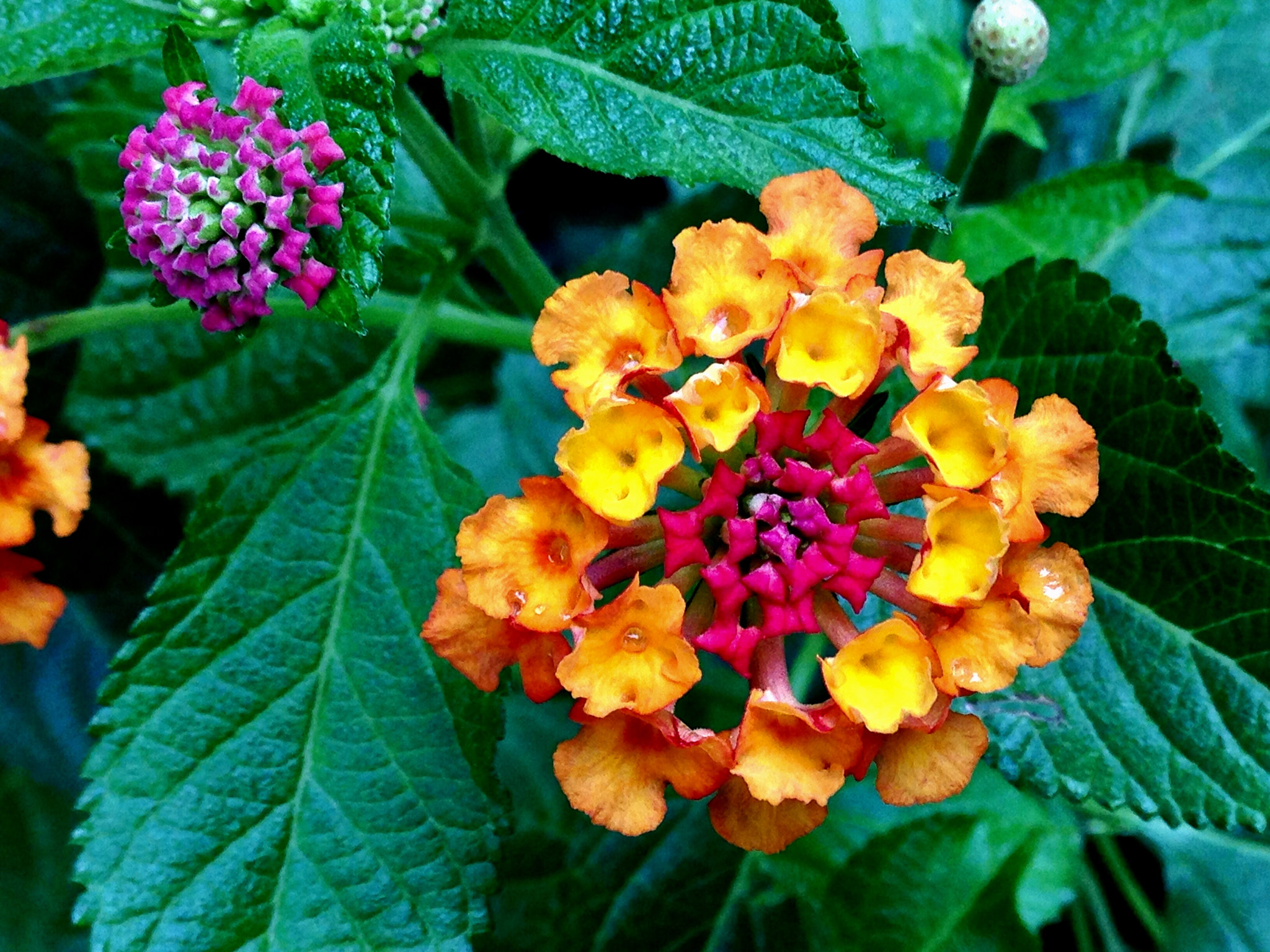 Apple iPhone5,2 sample photo. Common lantana leaf 五色梅 photography