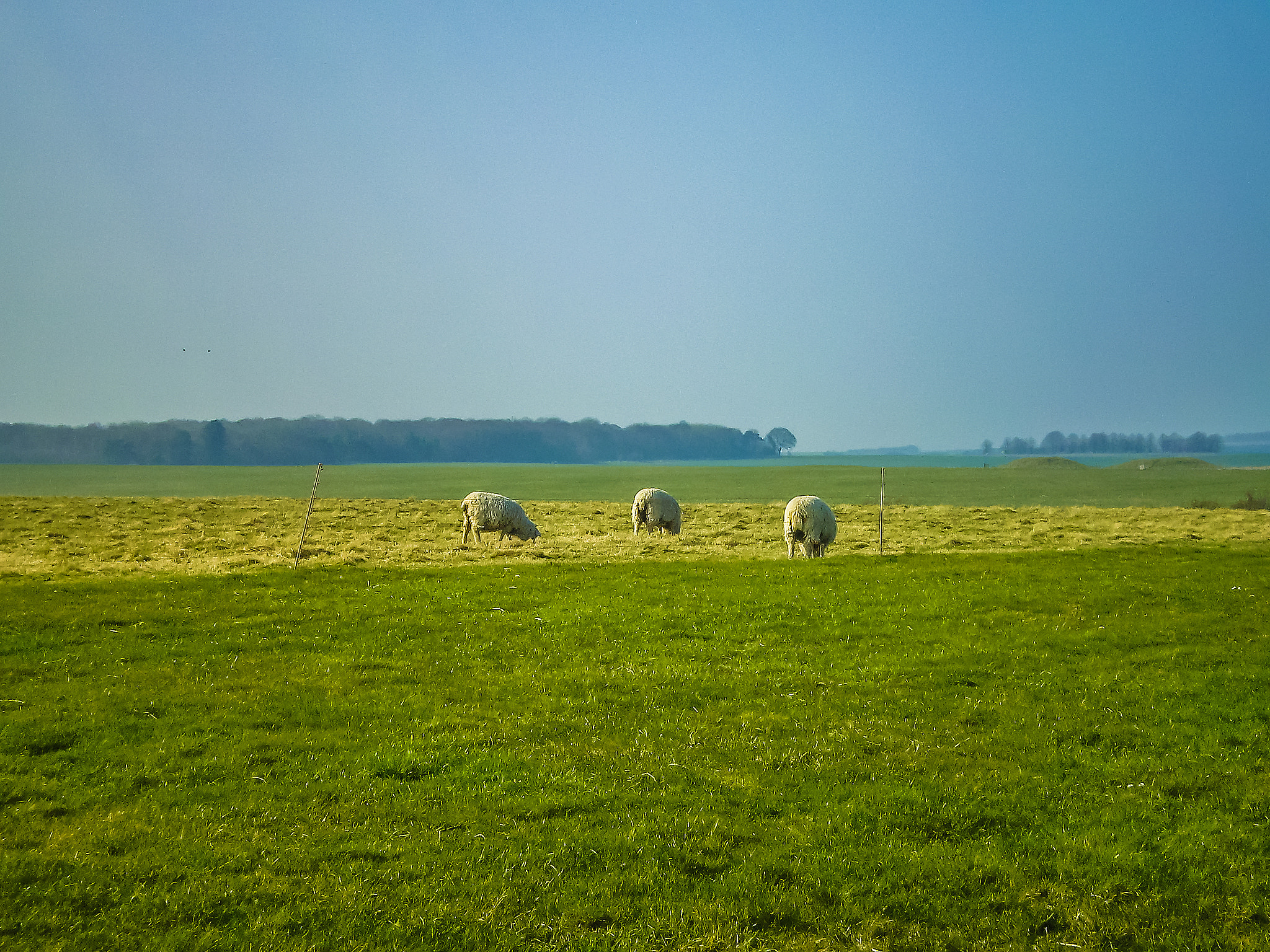 Olympus FE170,X760 sample photo. 3 sheeps photography