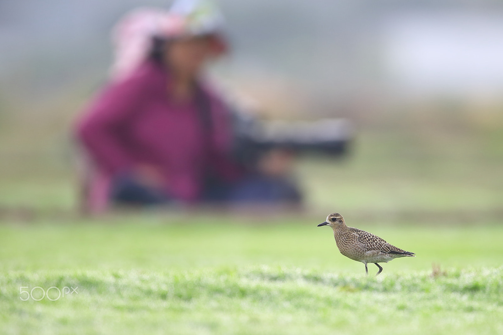 Canon EF 400mm F2.8L IS II USM sample photo. 摄影师拍鸟 photography