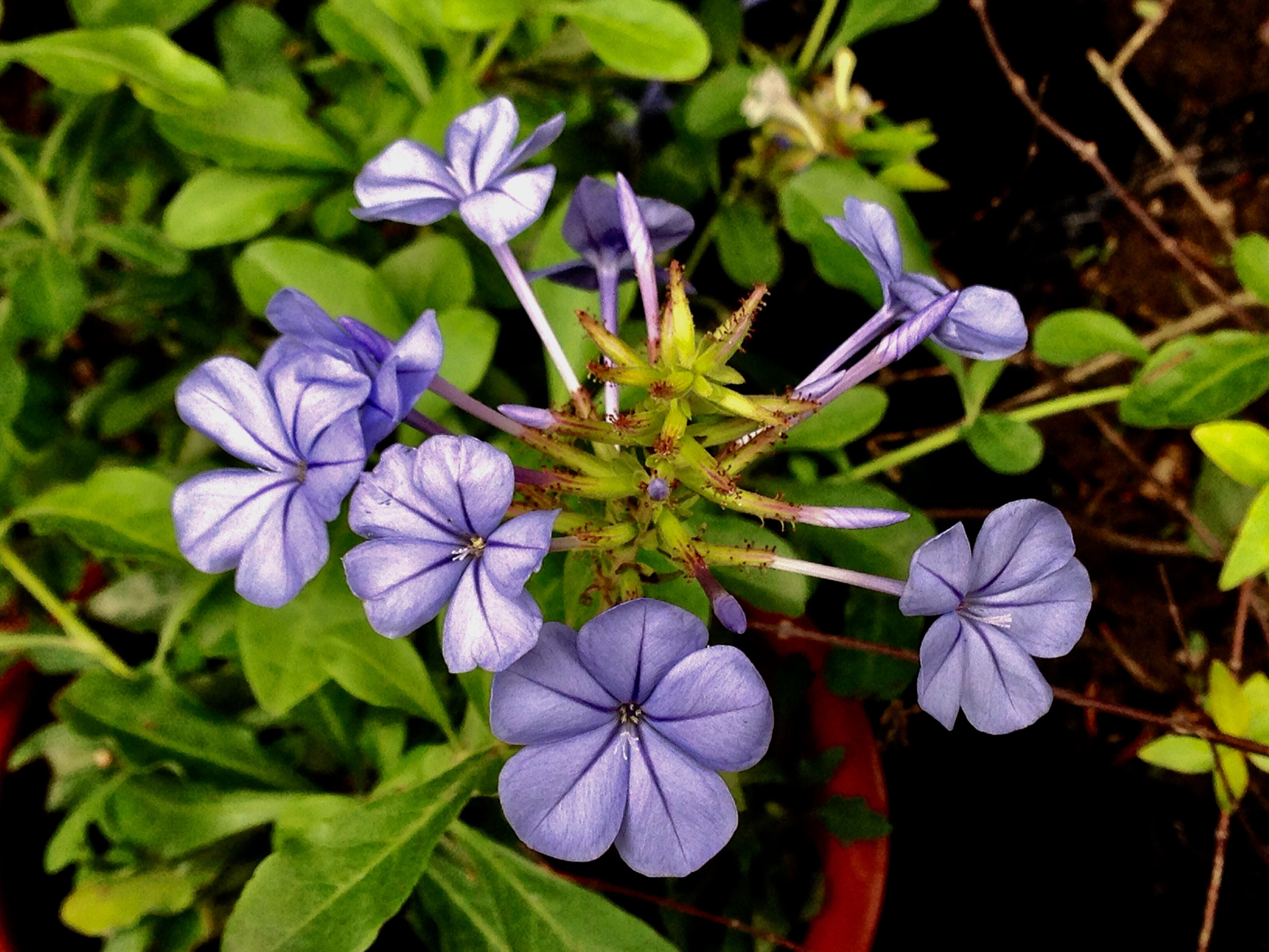 Apple iPhone5,2 sample photo. Eranthemum pulchellum 喜花草 photography