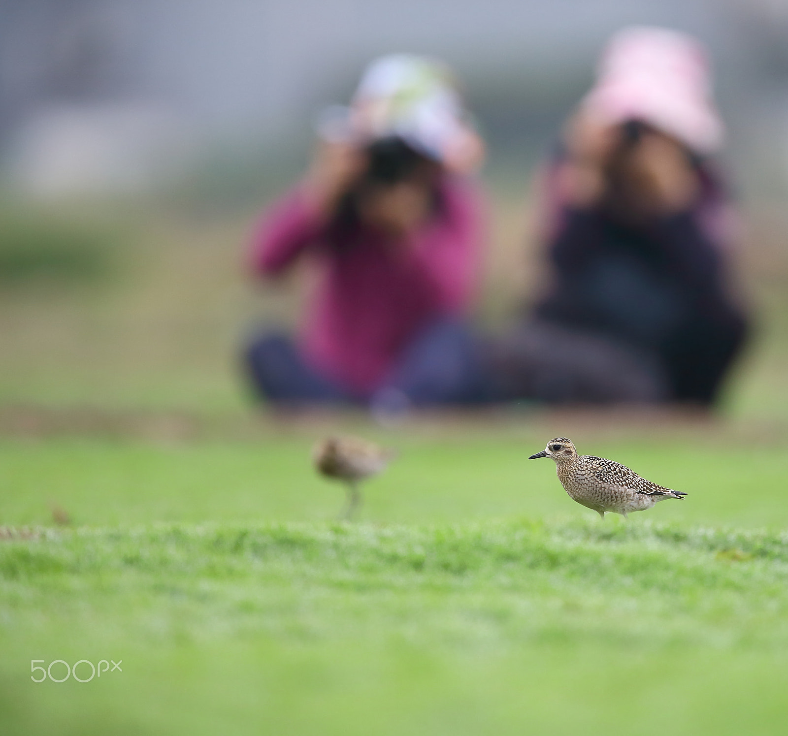 Canon EF 400mm F2.8L IS II USM sample photo. Bird photography