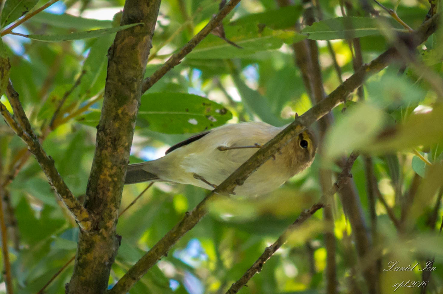 smc PENTAX-FA 70-200mm F4-5.6 sample photo. Phylloscopus trochilus photography