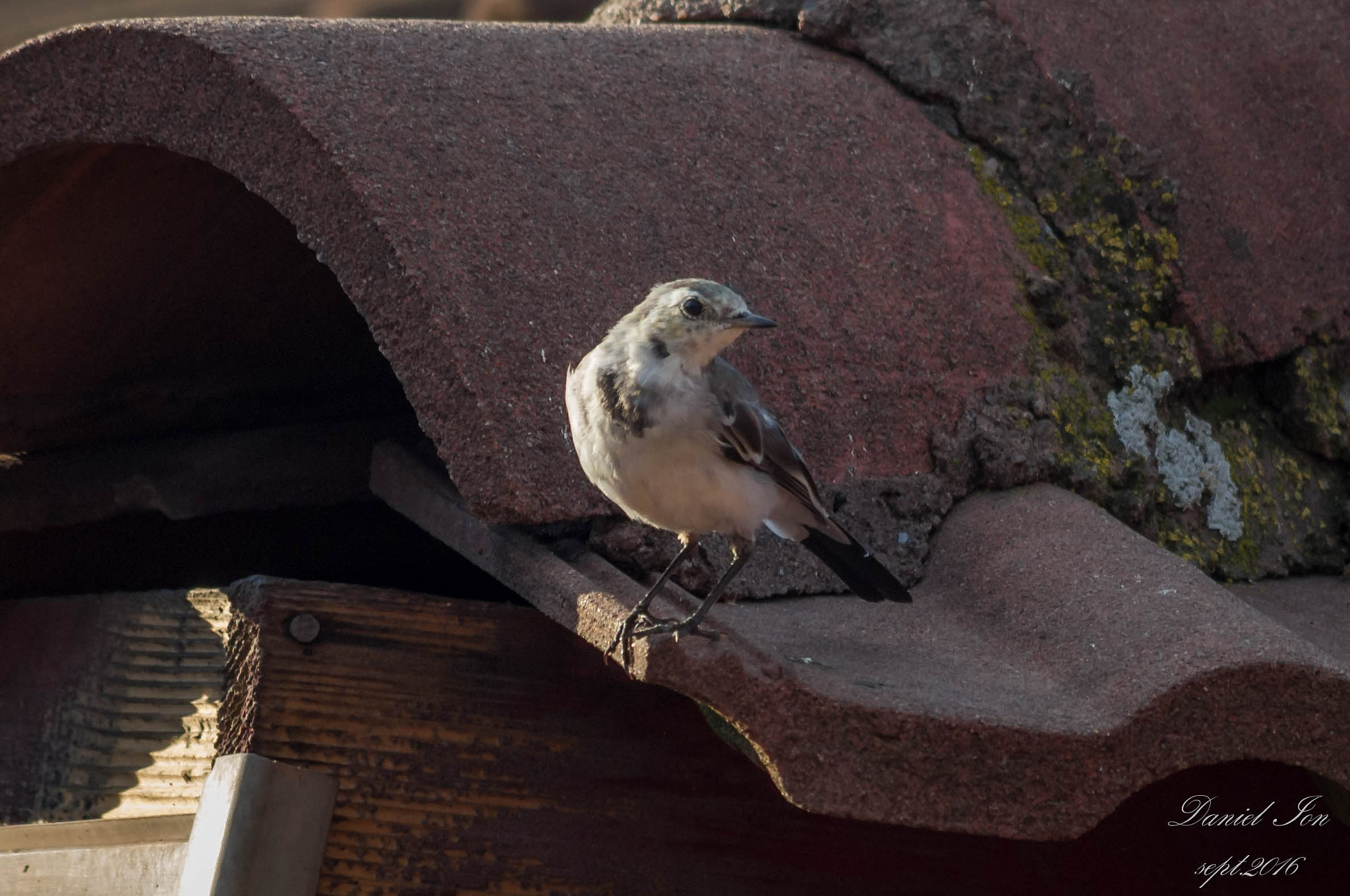 Pentax K-x + smc PENTAX-FA 70-200mm F4-5.6 sample photo. Motacilla alba photography