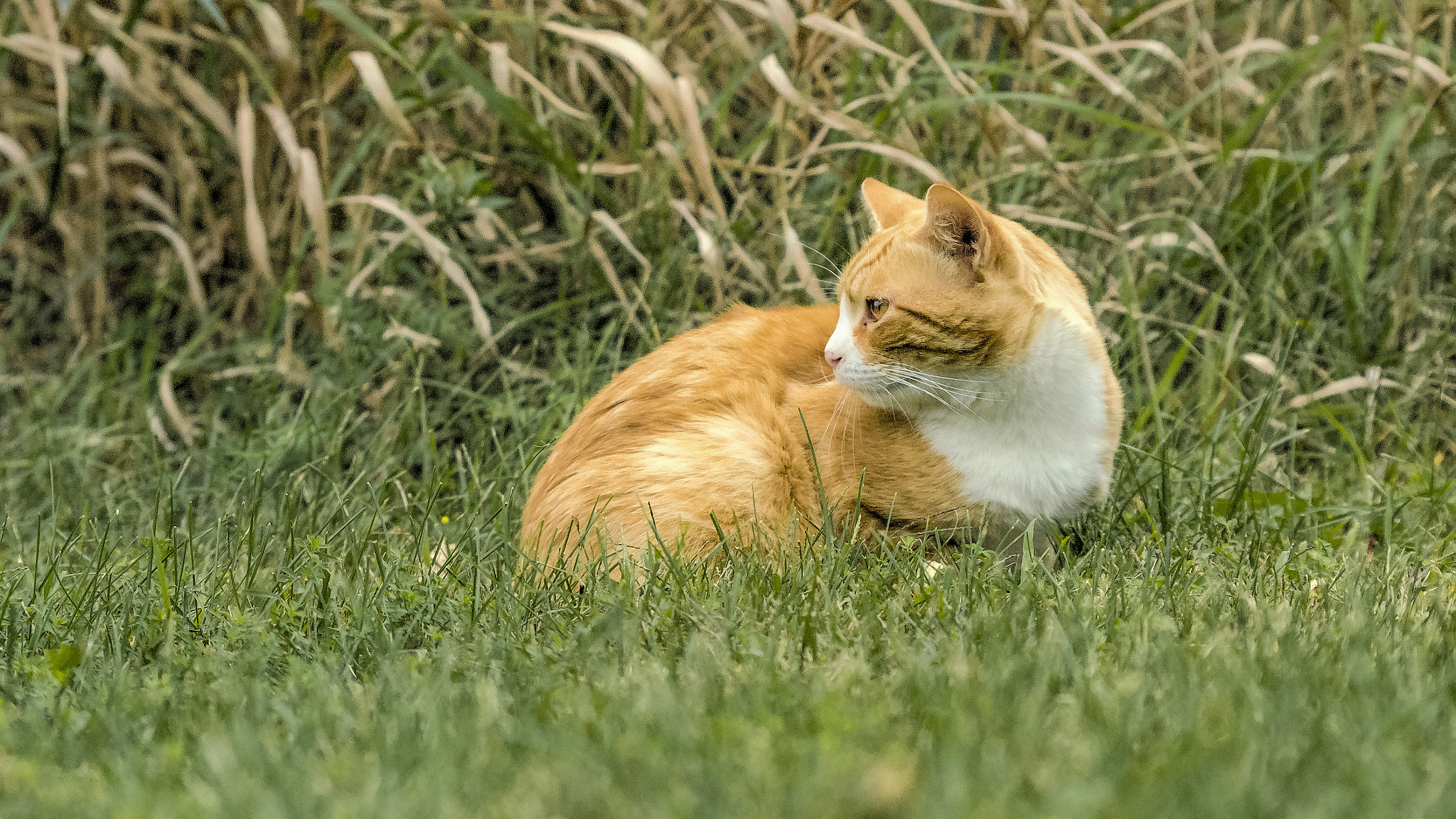 Nikon D7000 sample photo. Looking for food photography