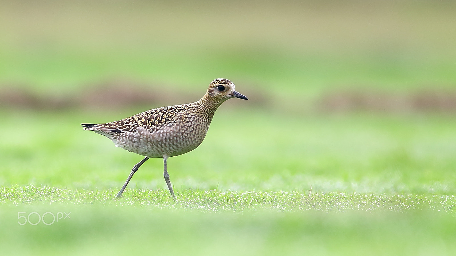 Canon EF 400mm F2.8L IS II USM sample photo. Bird photography